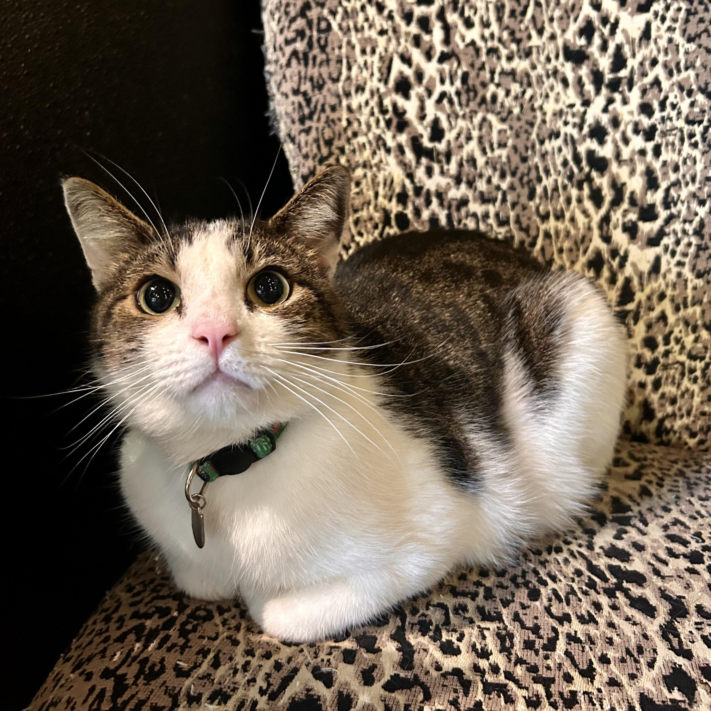 One of the many cute cats of the café. 