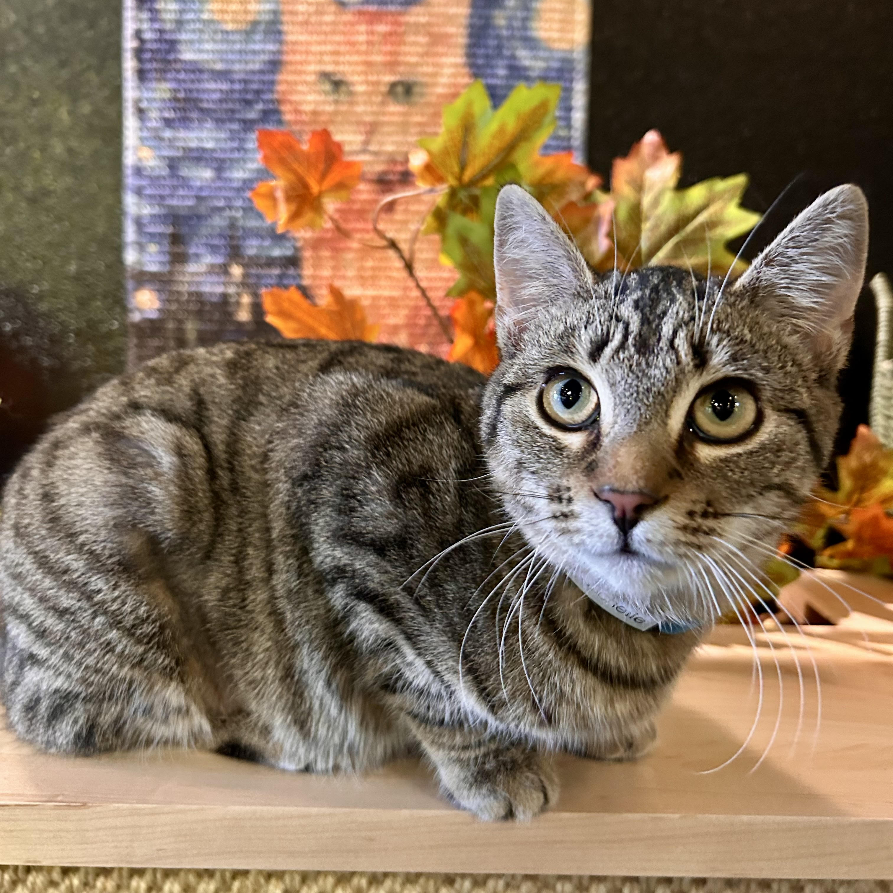 One of the many cute cats of the café. 