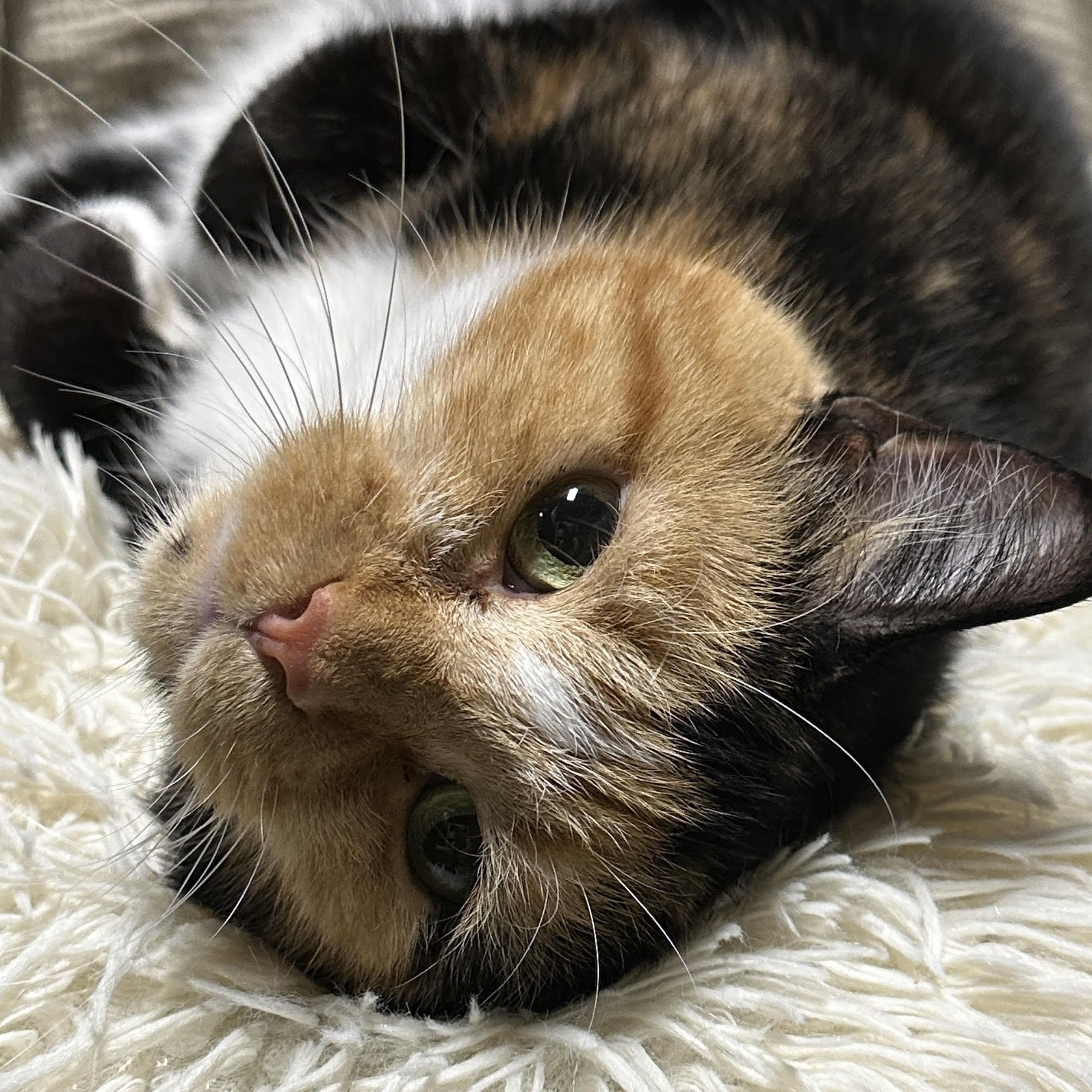 One of the many cute cats of the café. 