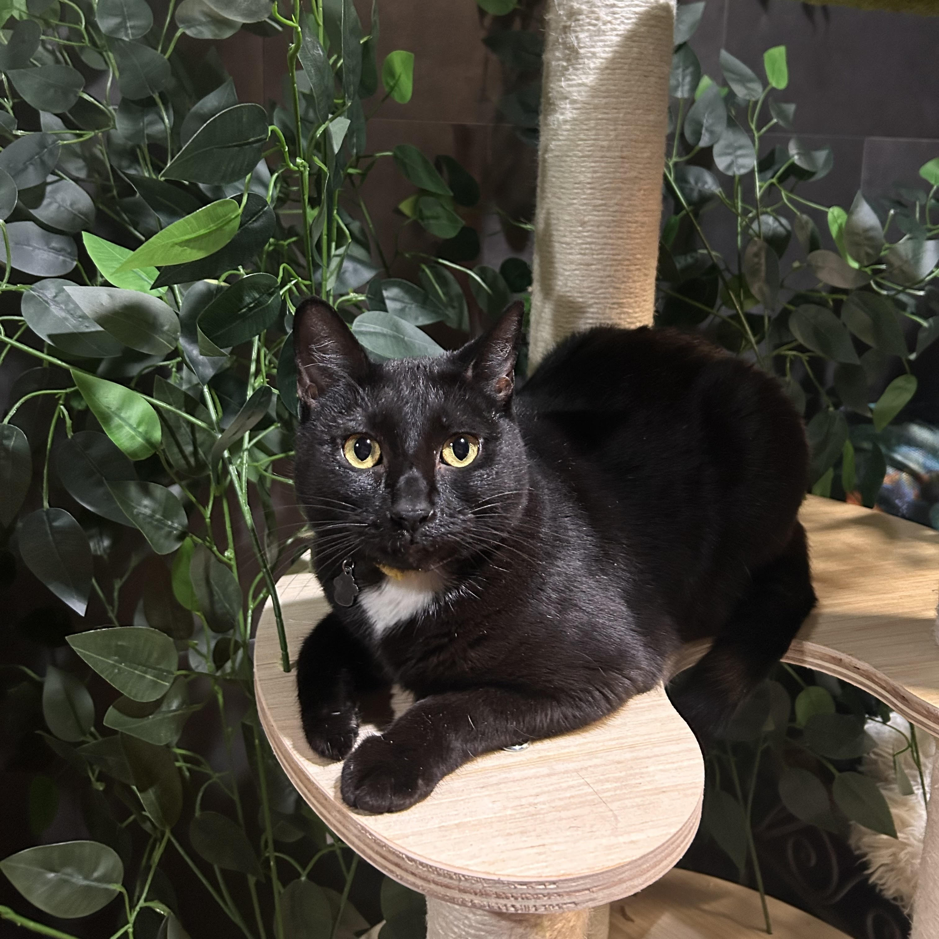 One of the many cute cats of the café. 