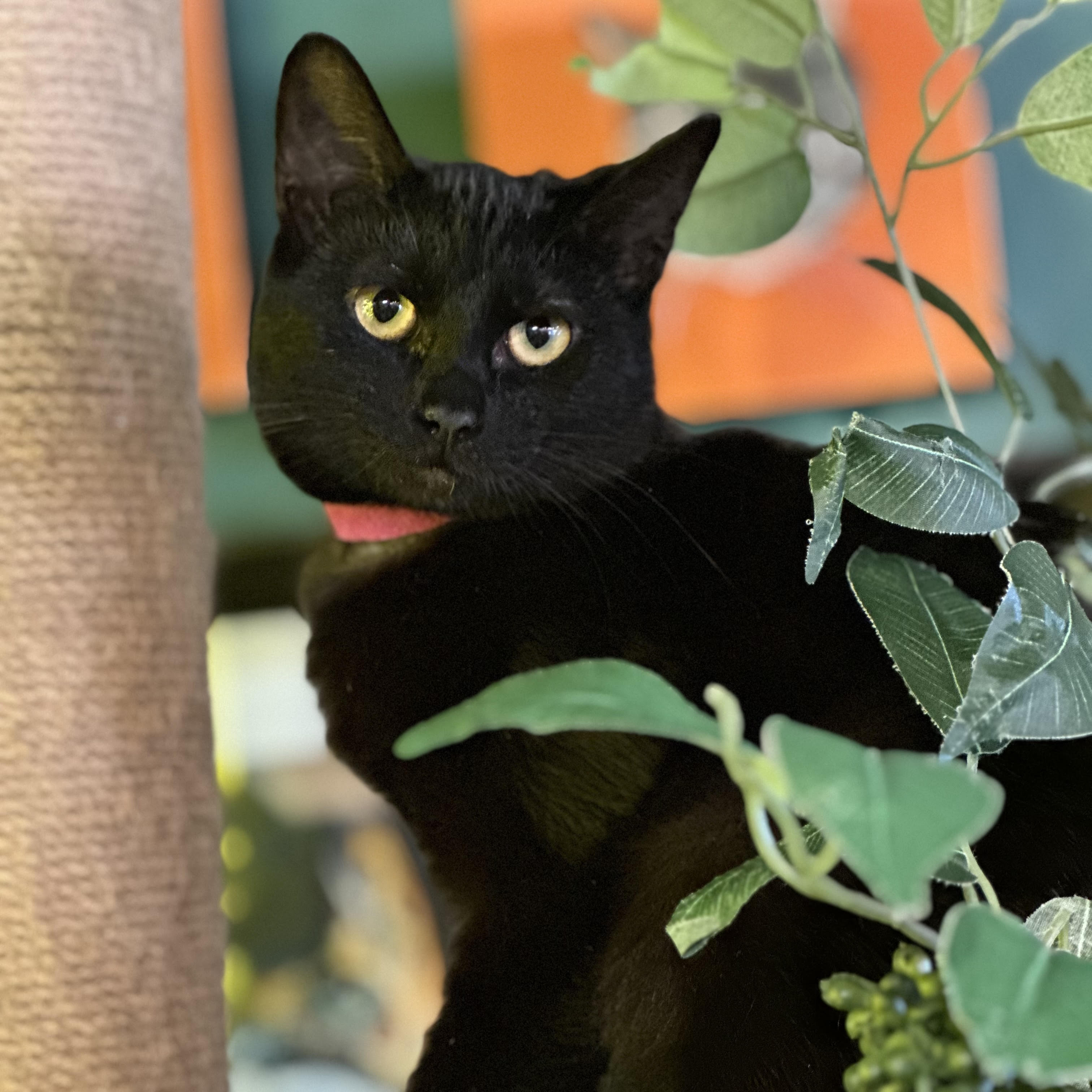 One of the many cute cats of the café. 