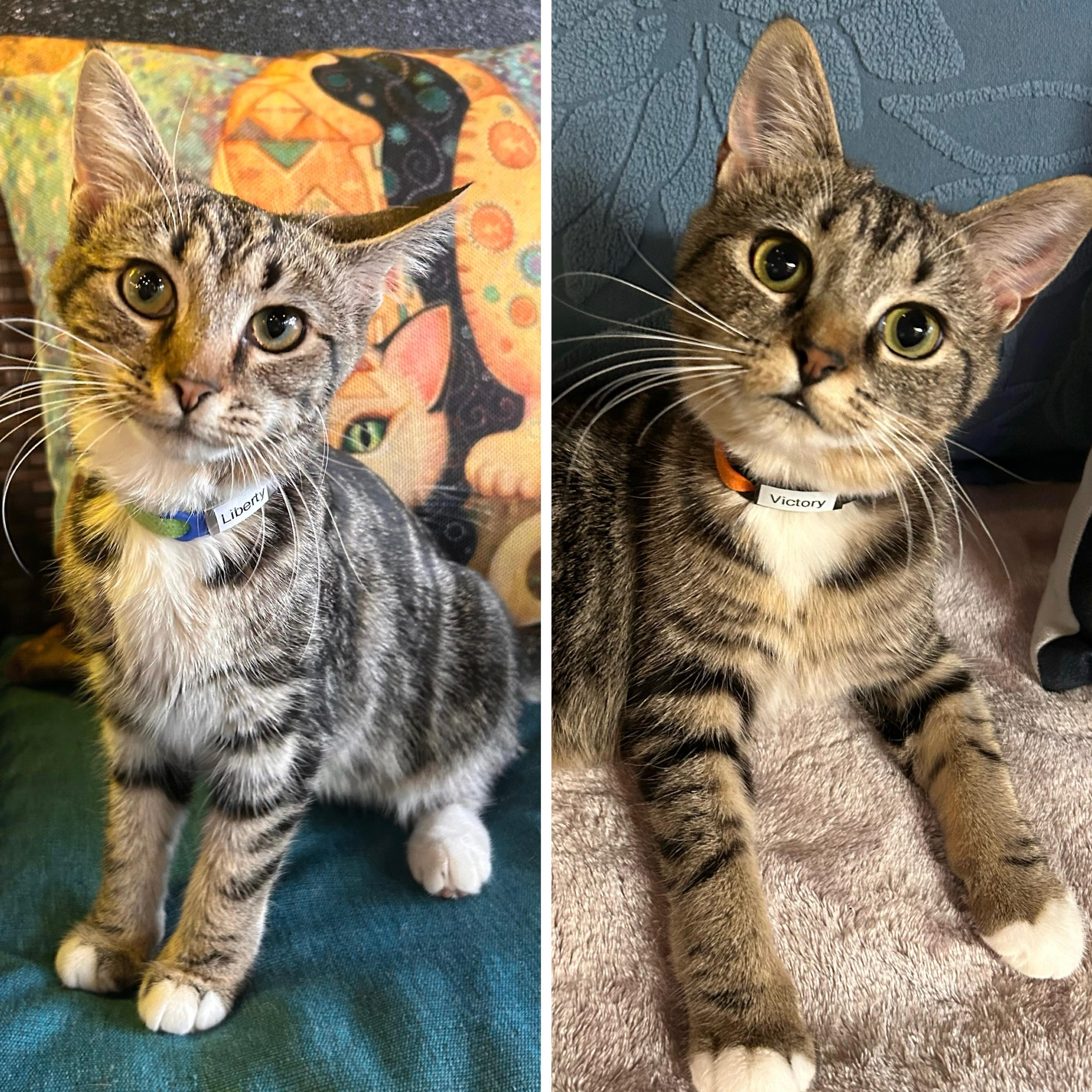 One of the many cute cats of the café. 