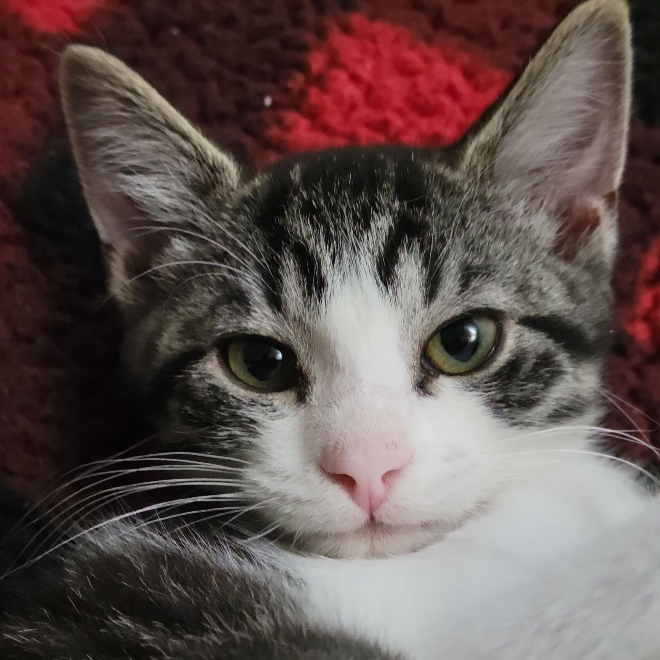 One of the many cute cats of the café. 