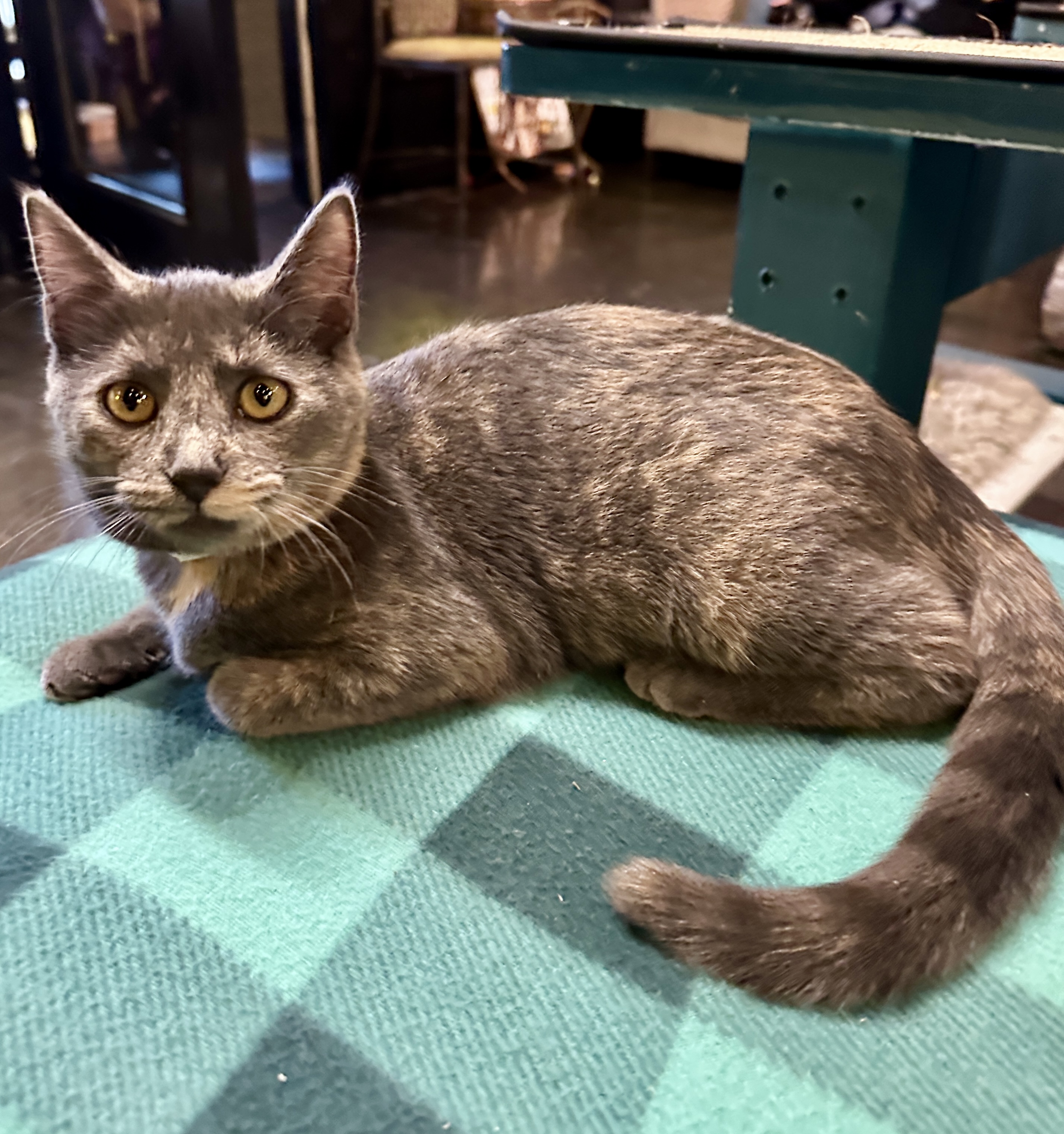 One of the many cute cats of the café. 