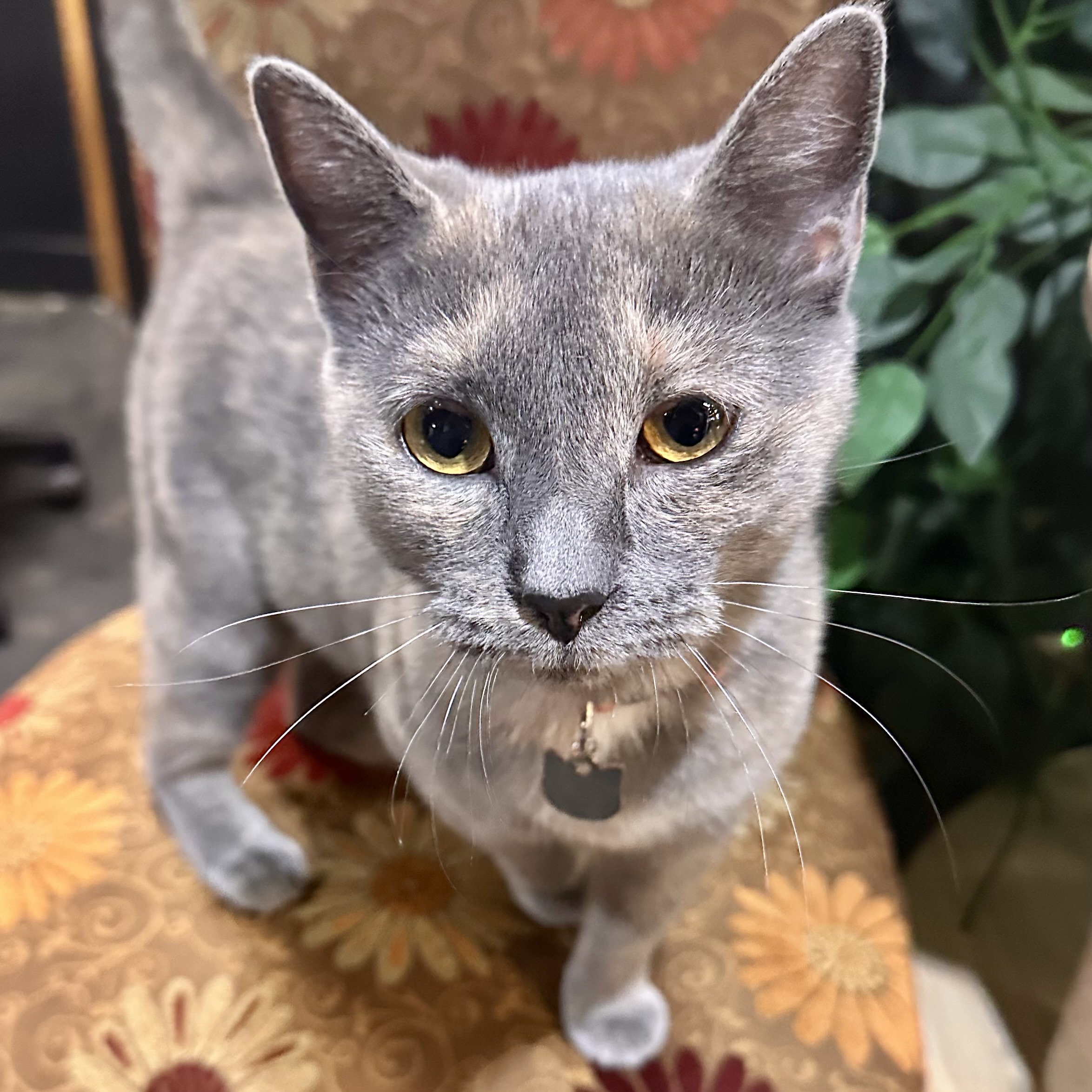 One of the many cute cats of the café. 