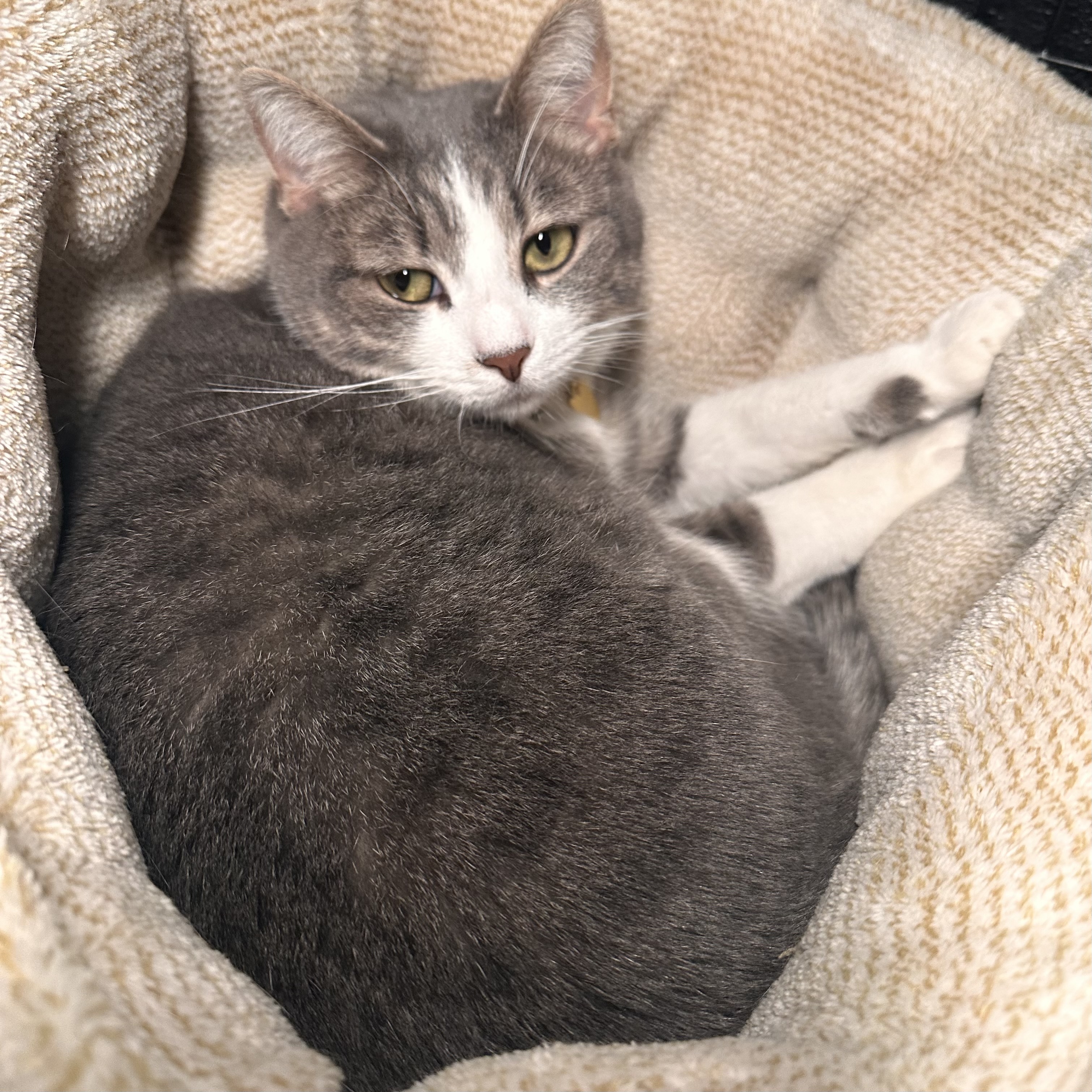 One of the many cute cats of the café. 