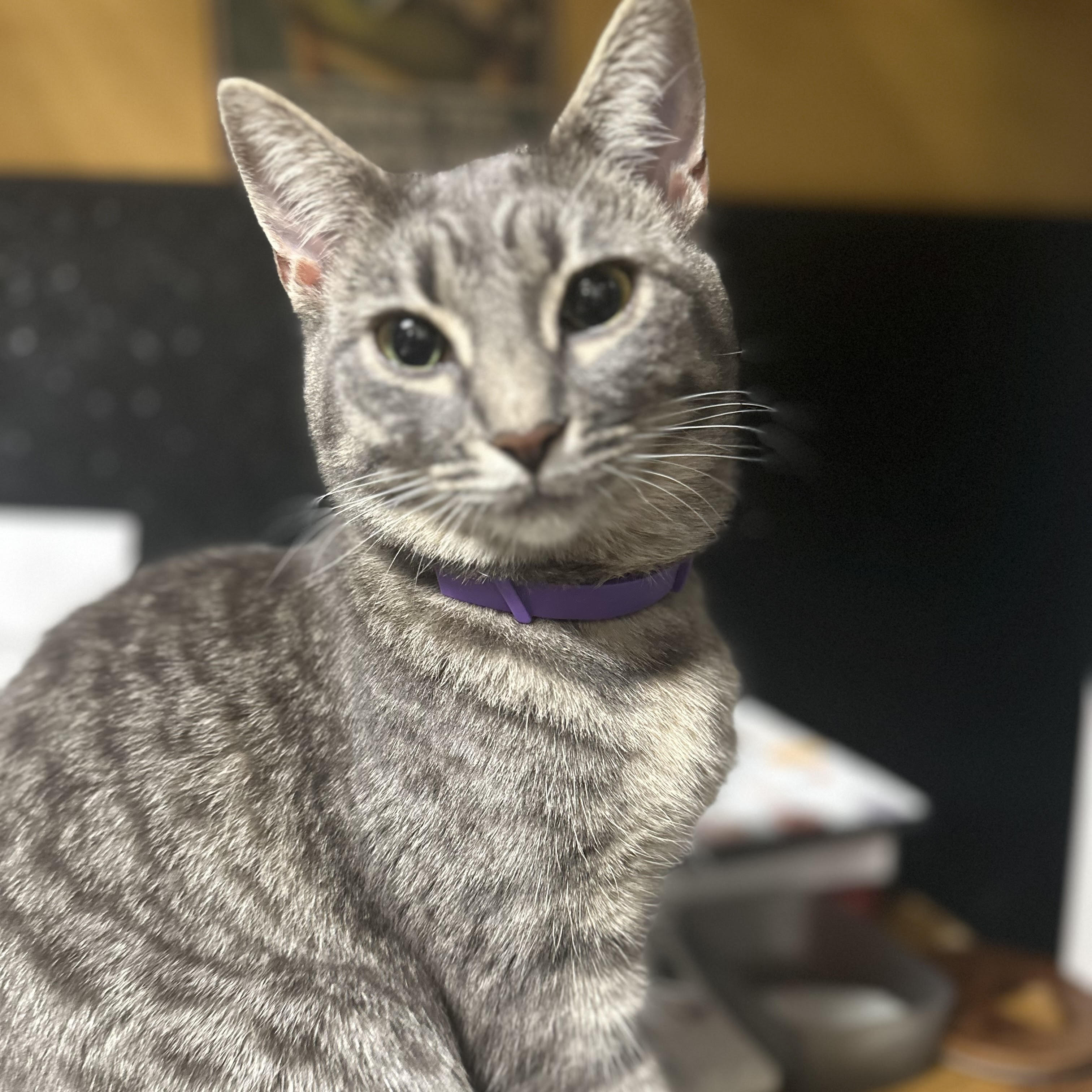 One of the many cute cats of the café. 