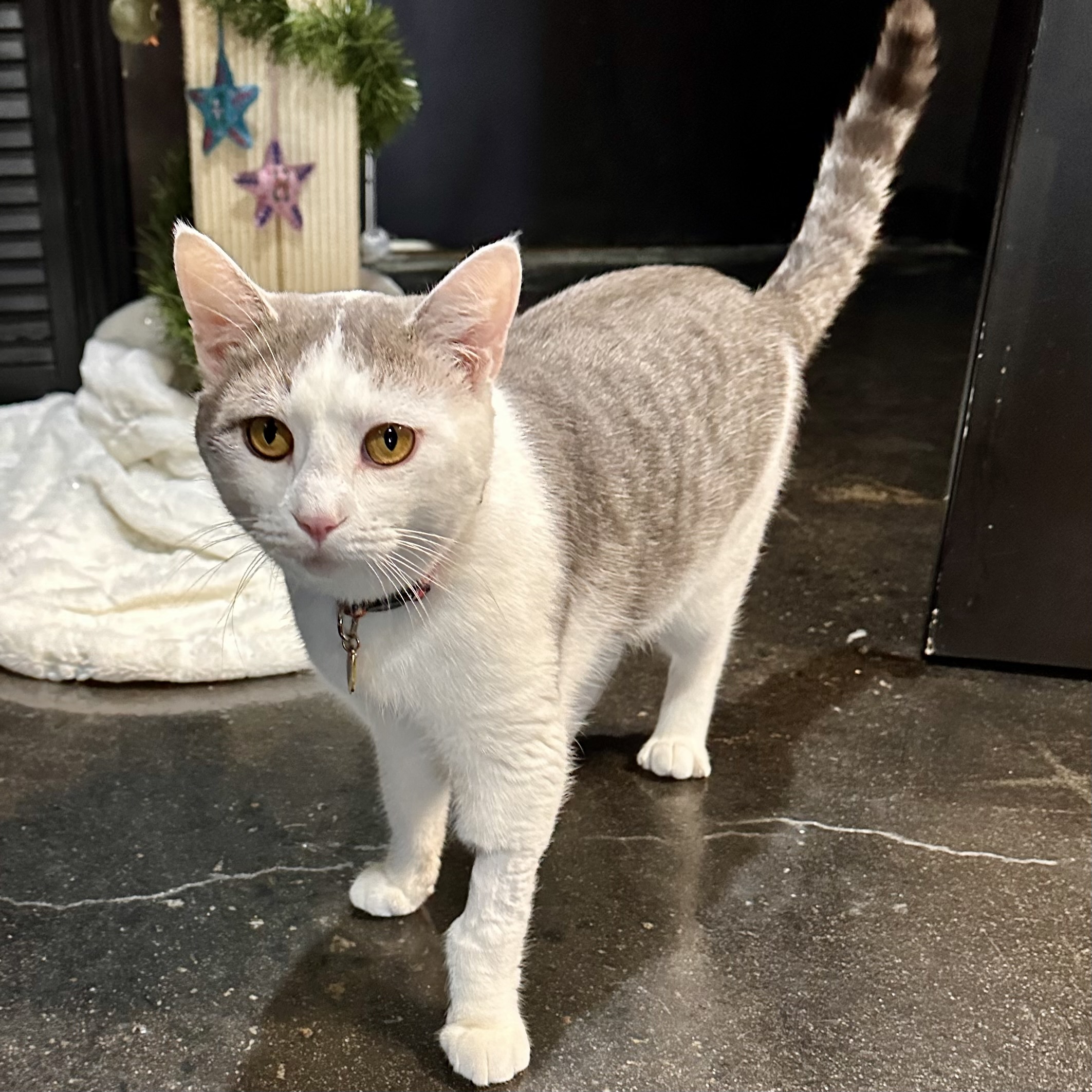 One of the many cute cats of the café. 