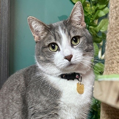 One of the many cute cats of the café. 