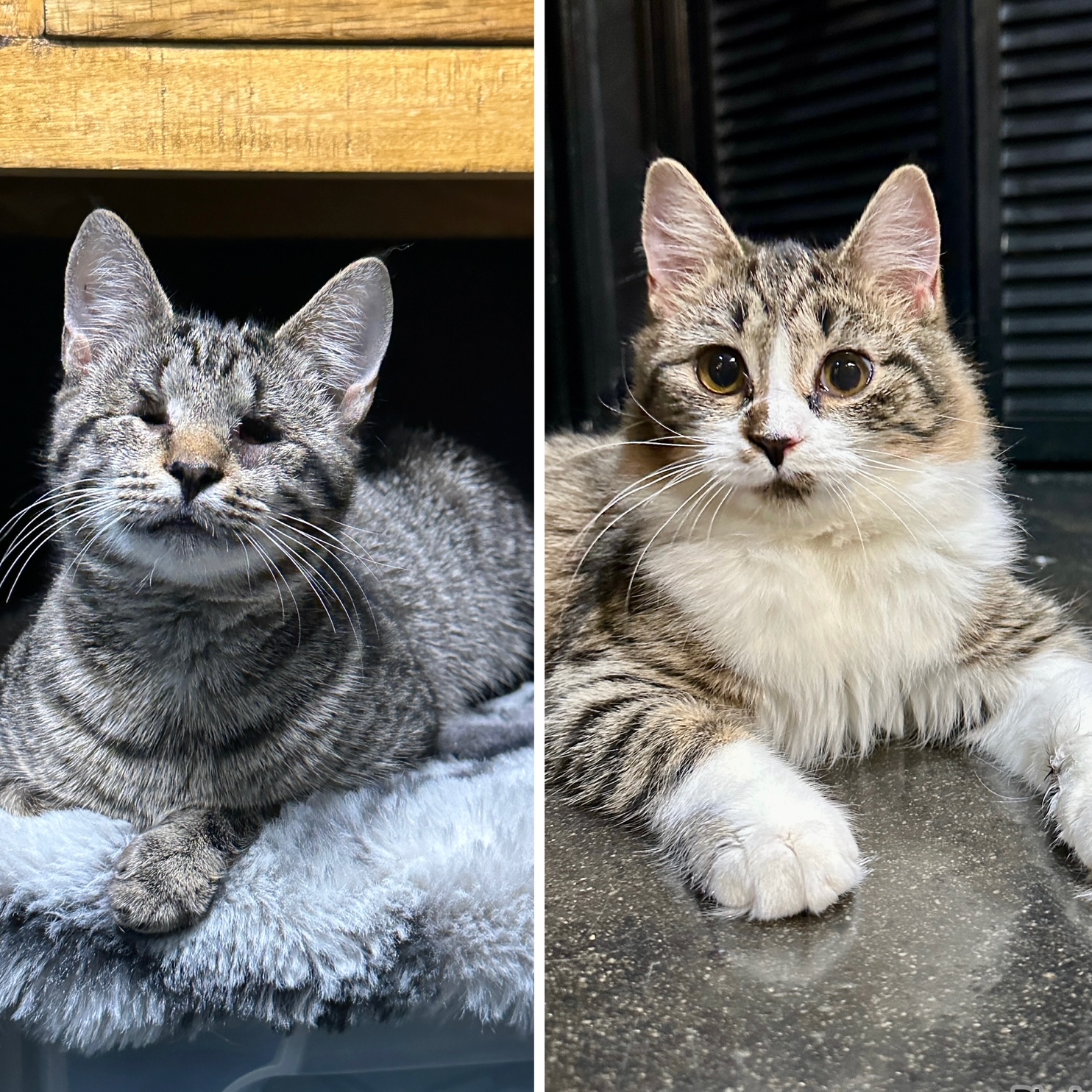 One of the many cute cats of the café. 