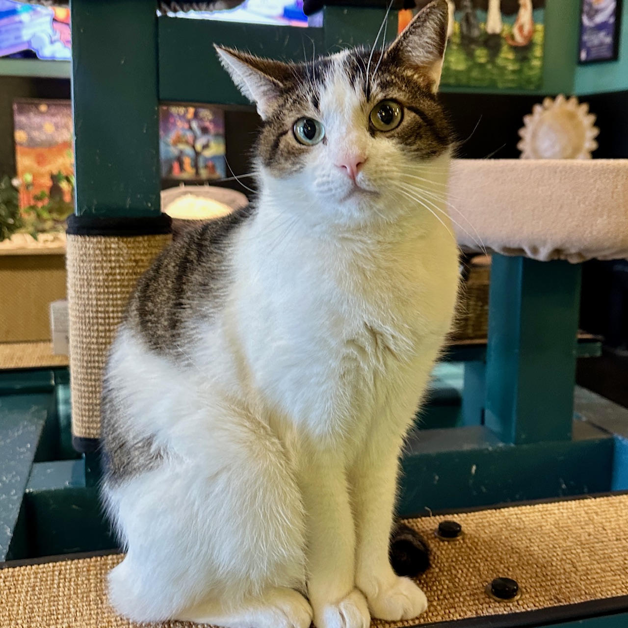 One of the many cute cats of the café. 