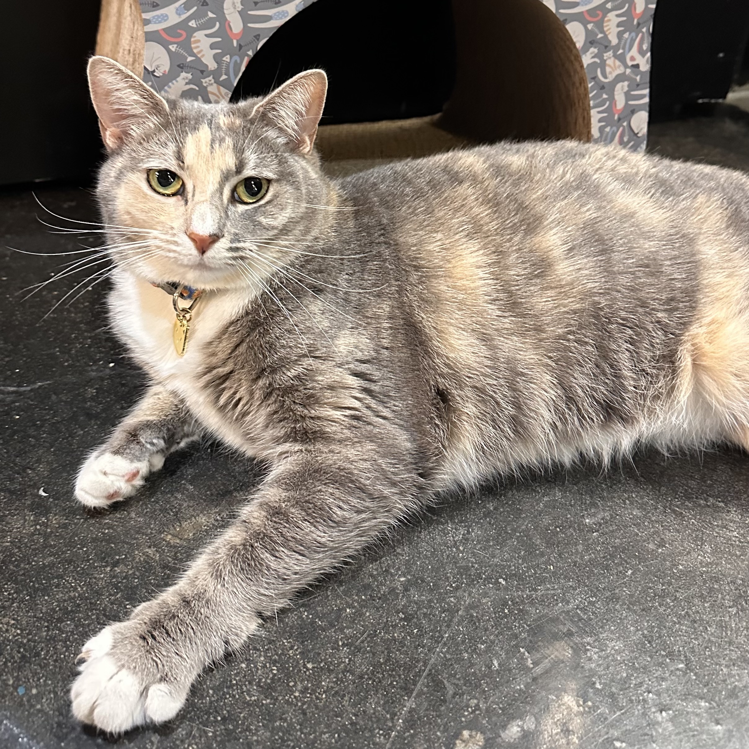 One of the many cute cats of the café. 