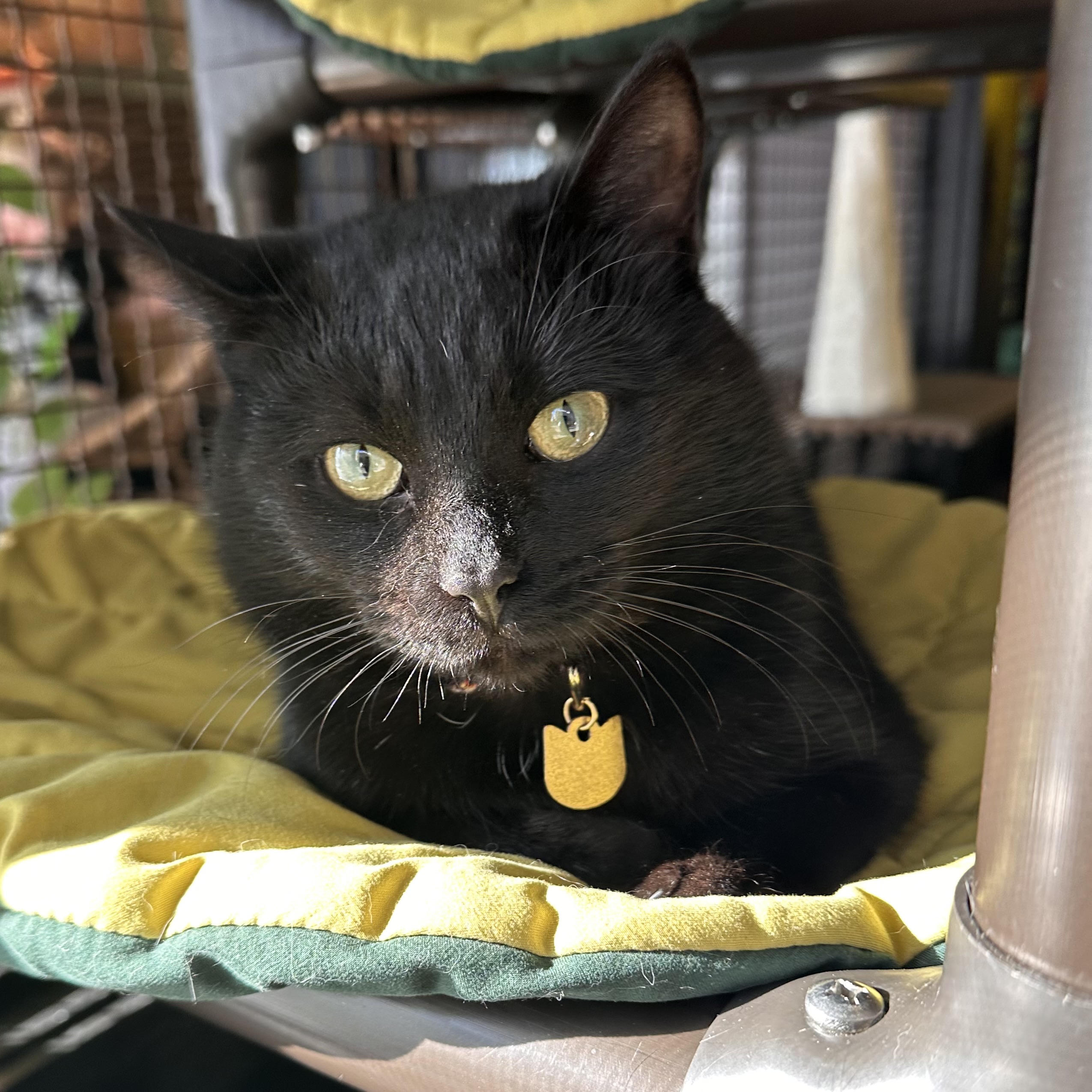 One of the many cute cats of the café. 