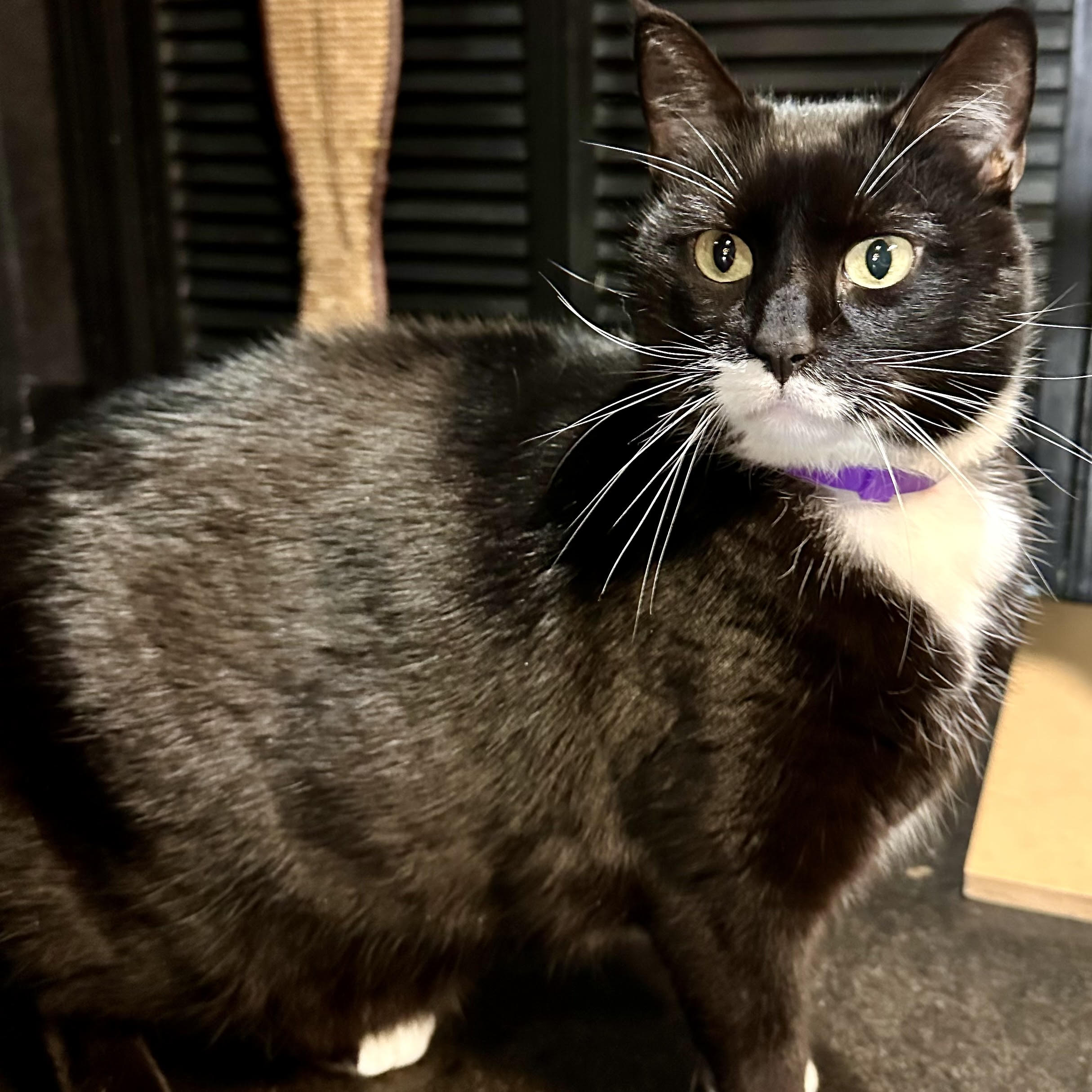 One of the many cute cats of the café. 