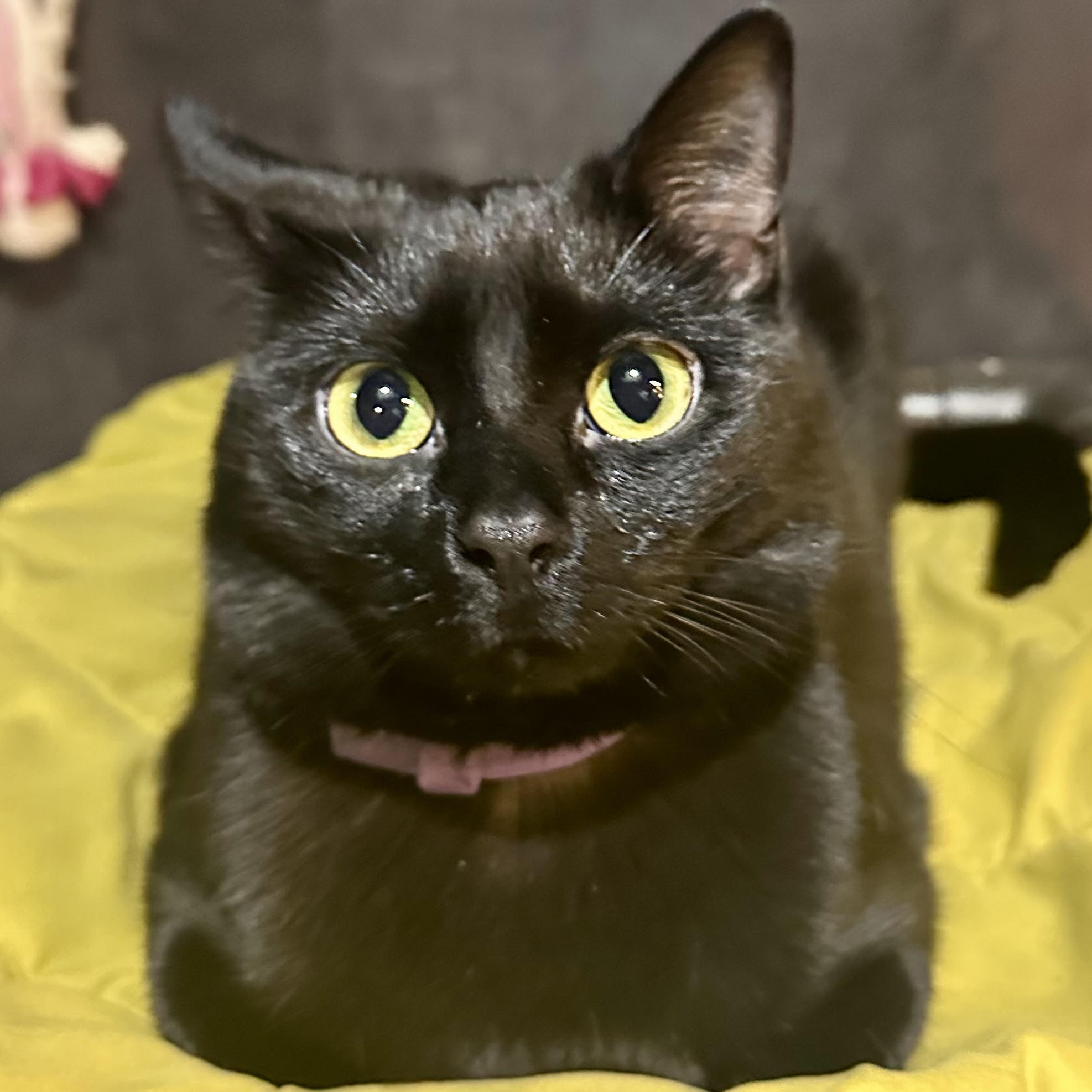 One of the many cute cats of the café. 