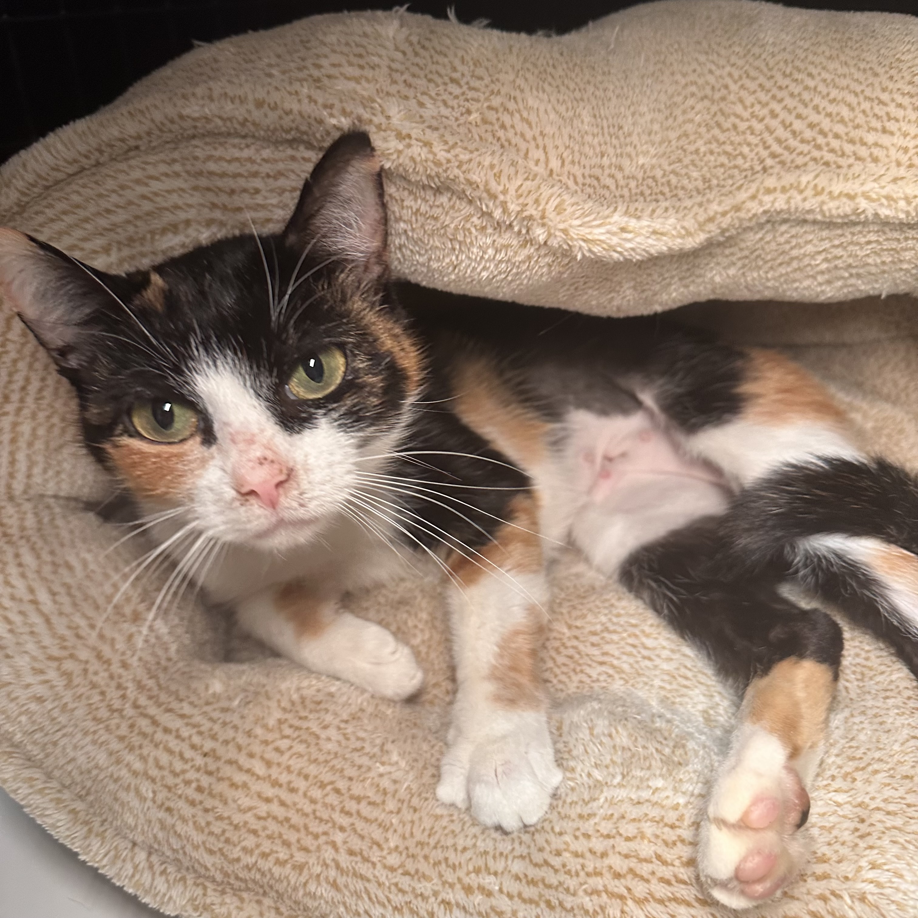 One of the many cute cats of the café. 