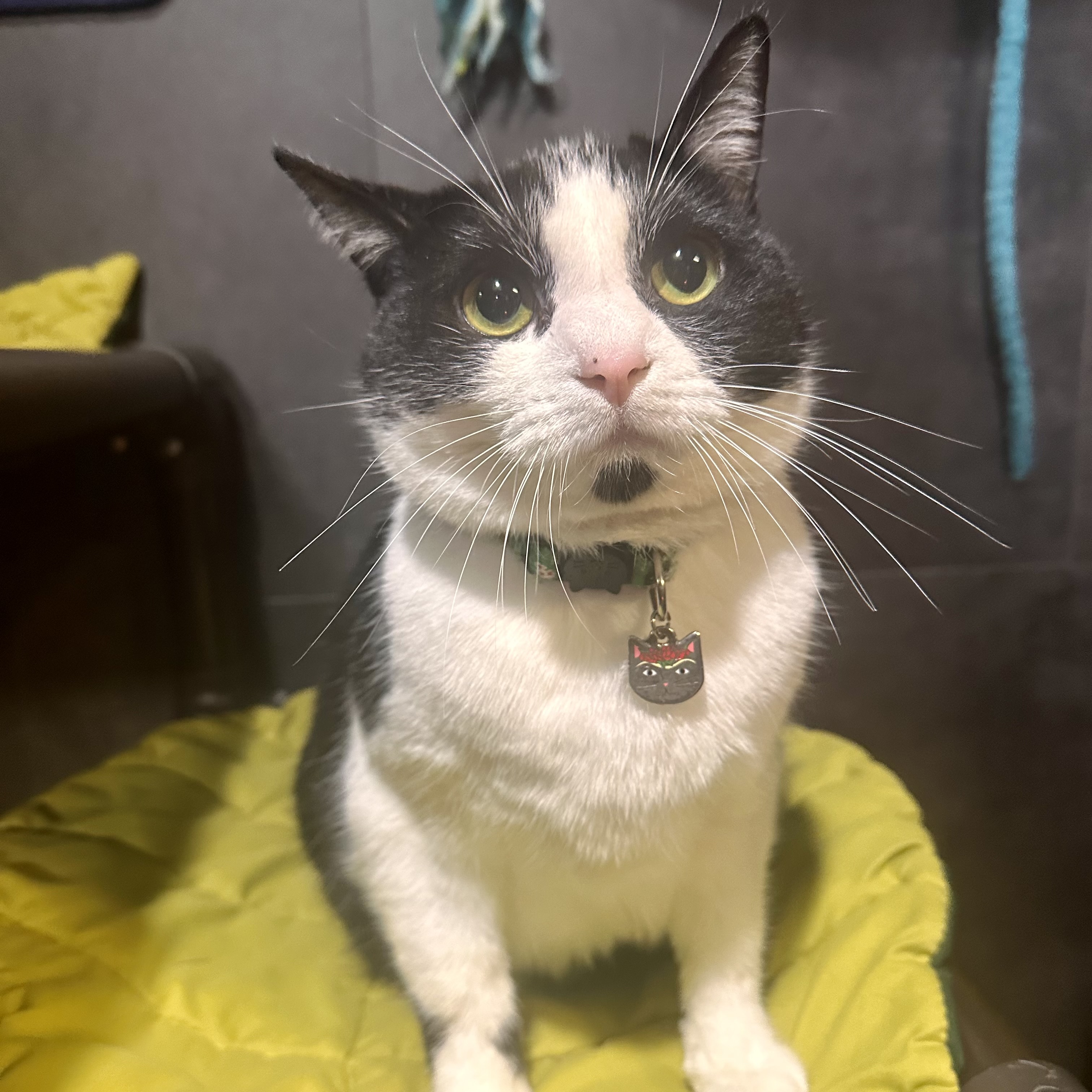 One of the many cute cats of the café. 