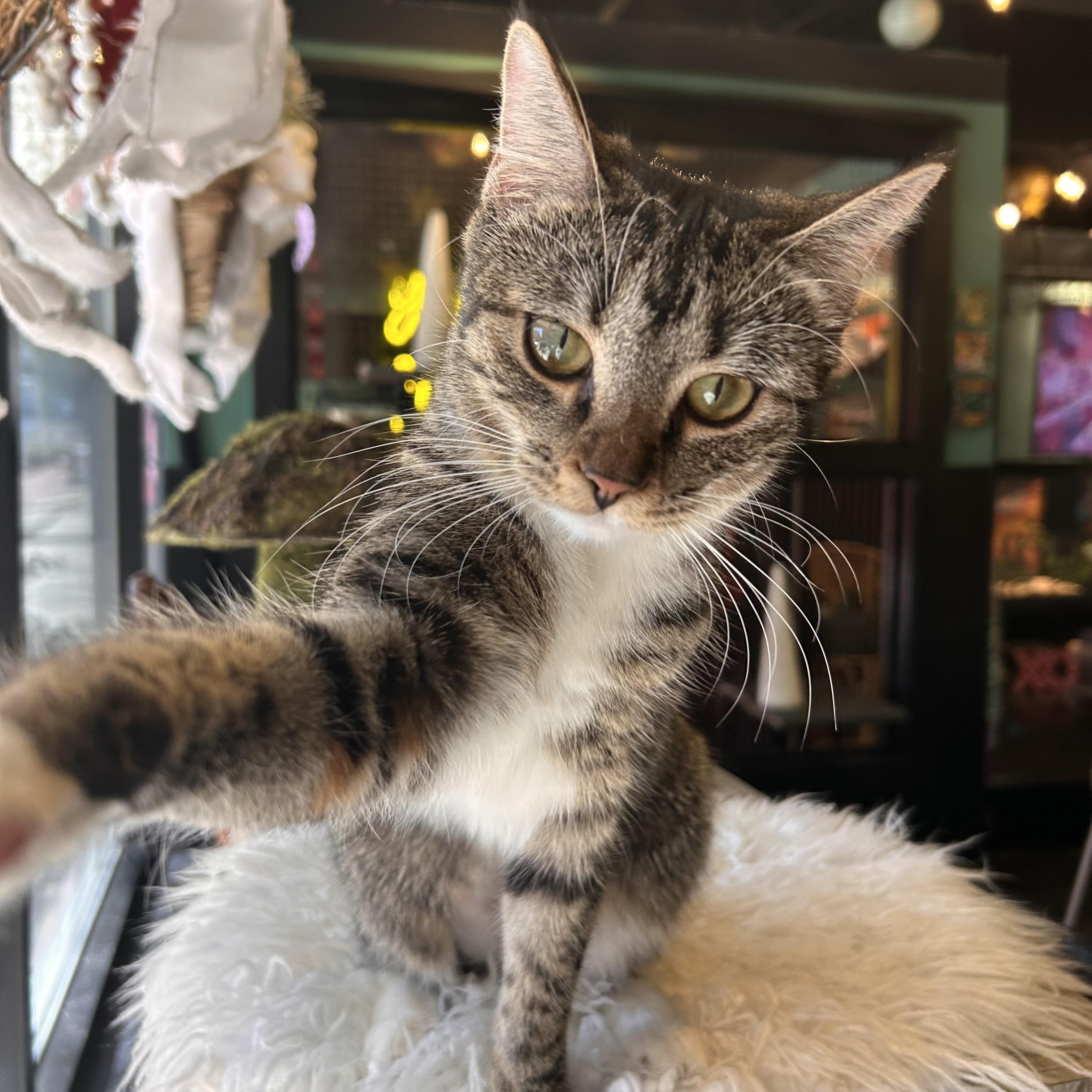 One of the many cute cats of the café. 