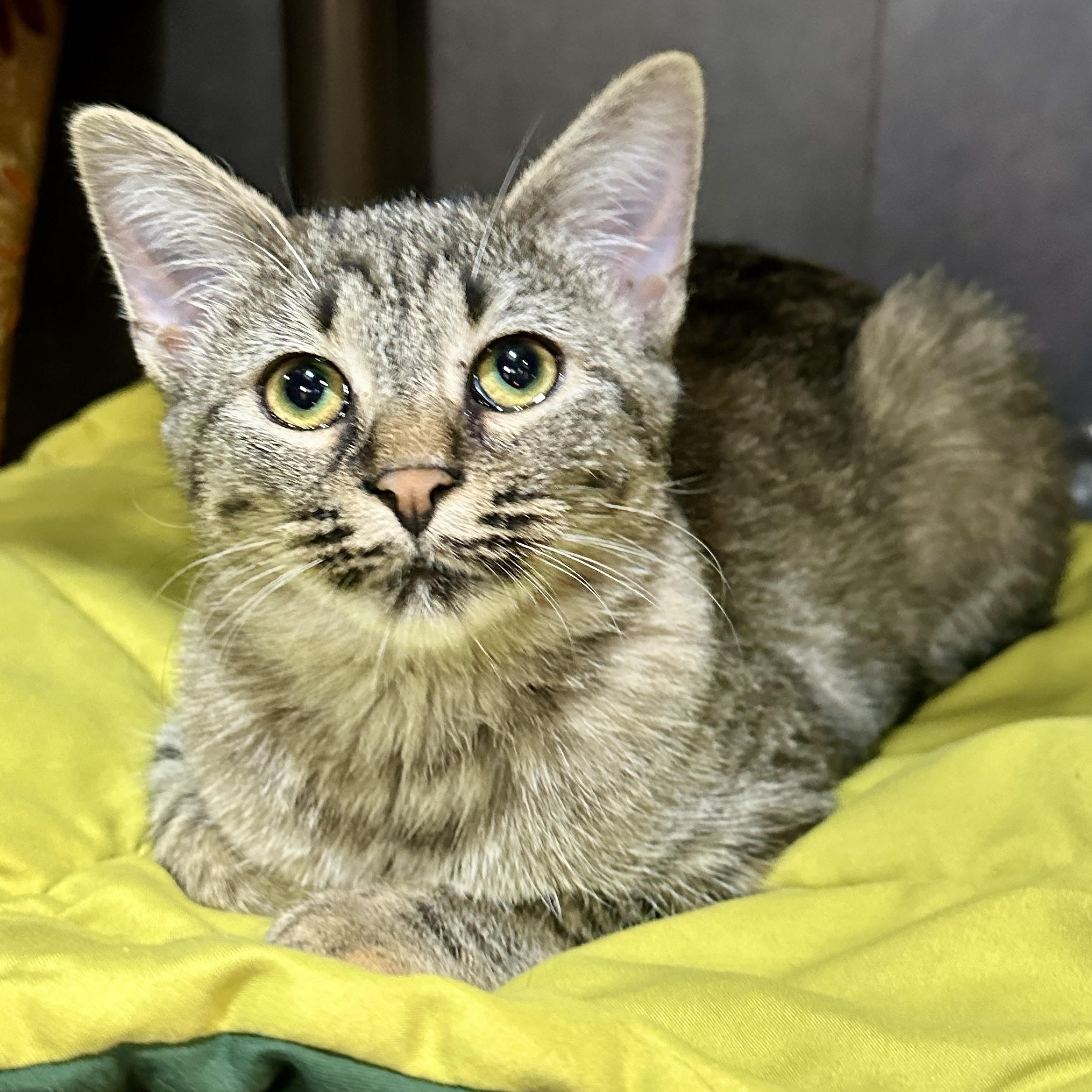 One of the many cute cats of the café. 