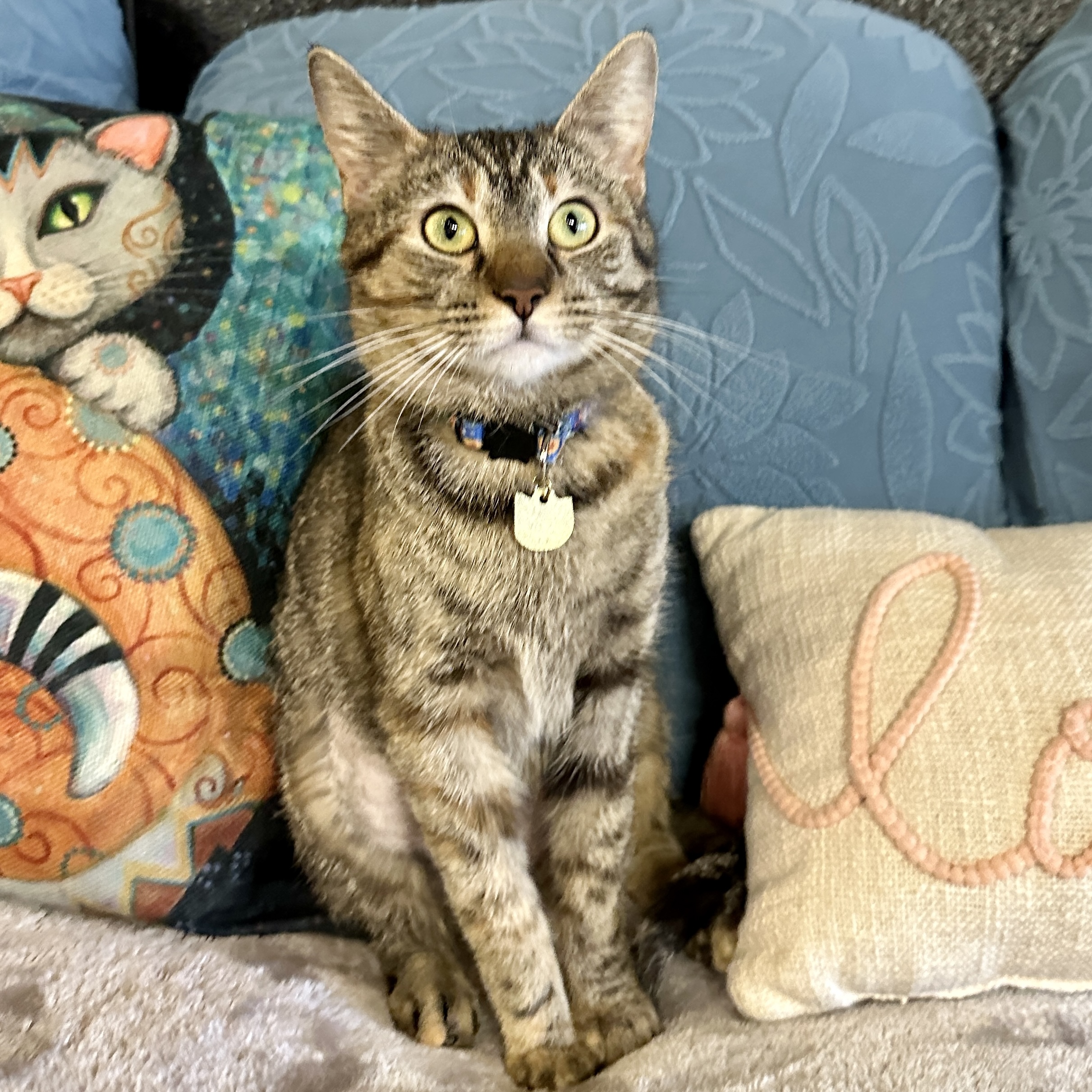 One of the many cute cats of the café. 