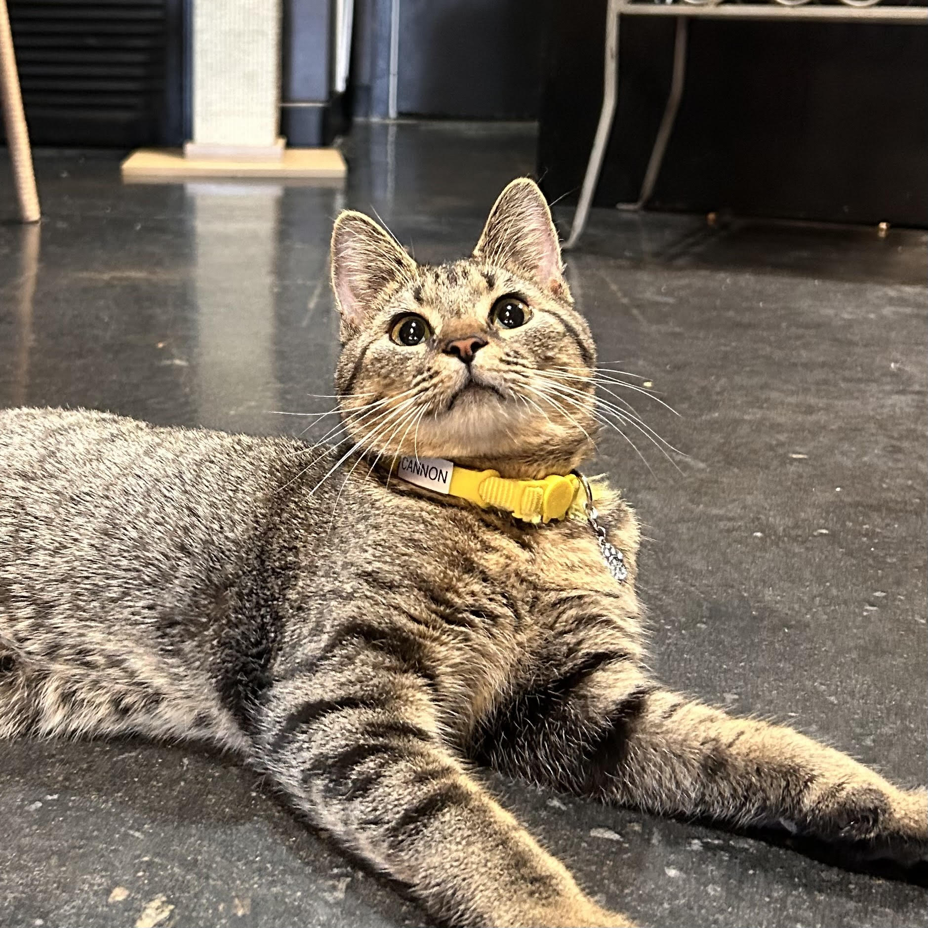 One of the many cute cats of the café. 