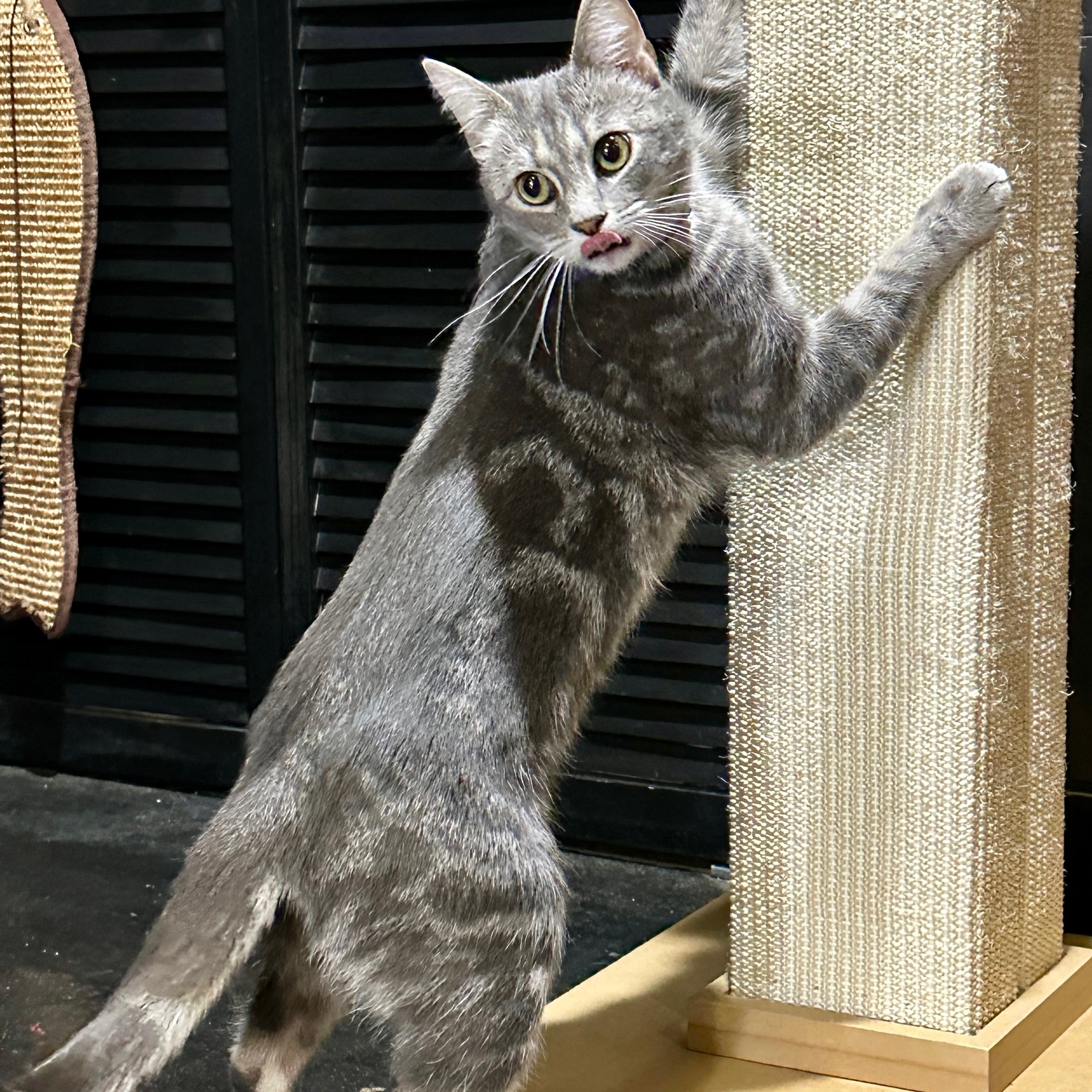 One of the many cute cats of the café. 