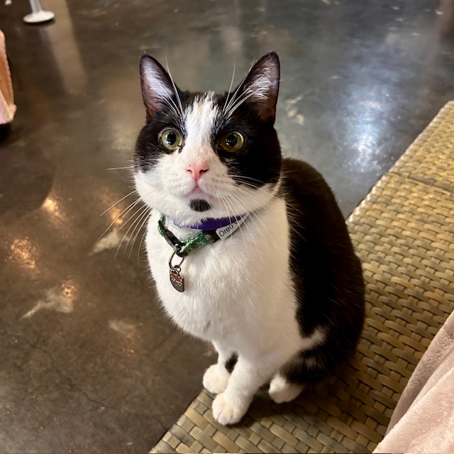 One of the many cute cats of the café. 