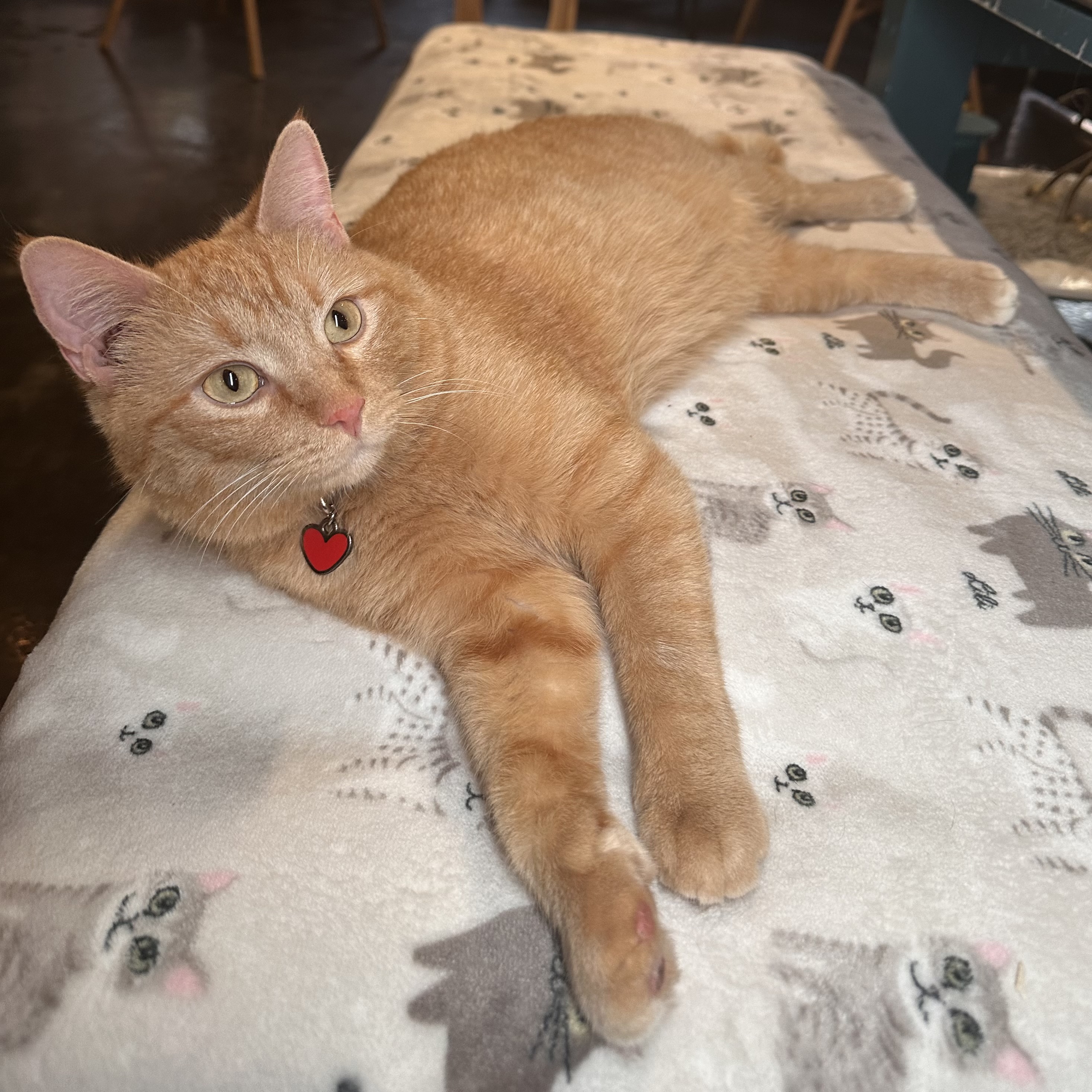 One of the many cute cats of the café. 