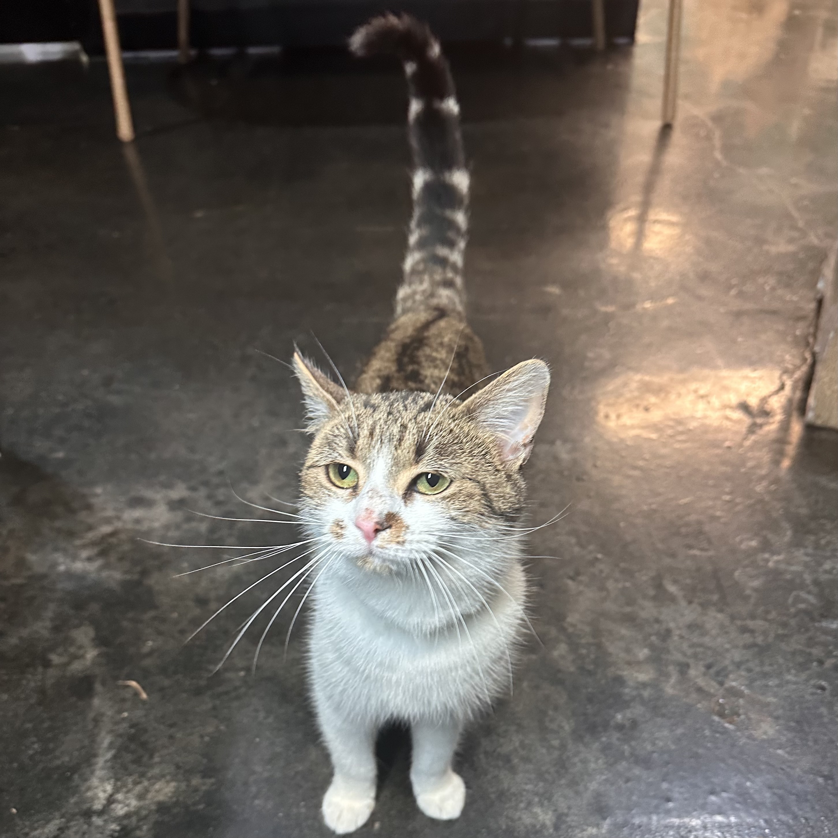 One of the many cute cats of the café. 