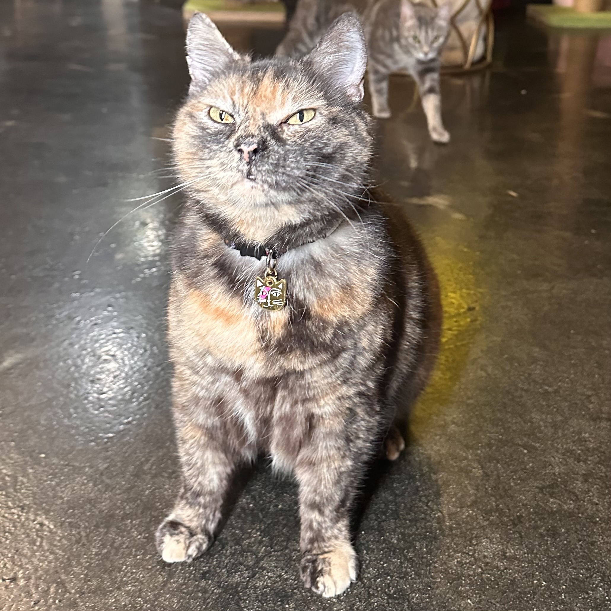 One of the many cute cats of the café. 