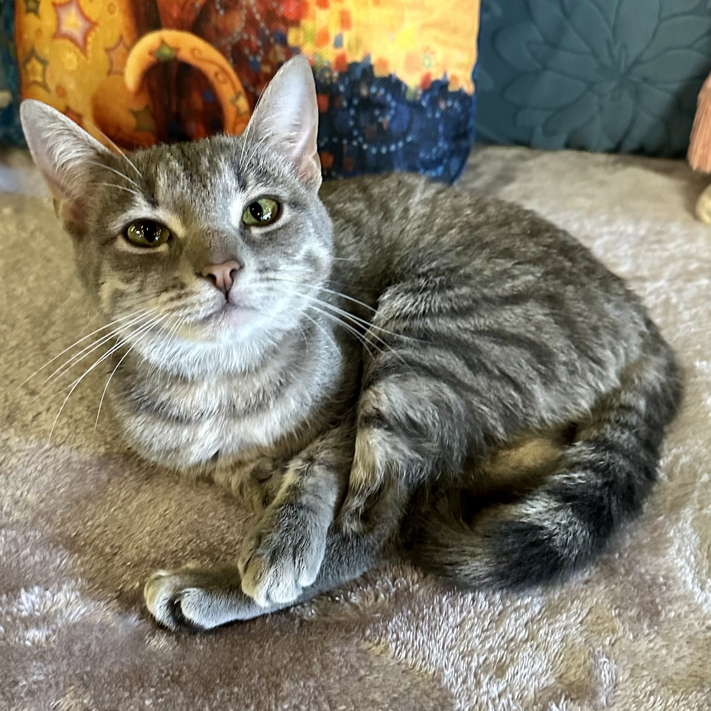 One of the many cute cats of the café. 