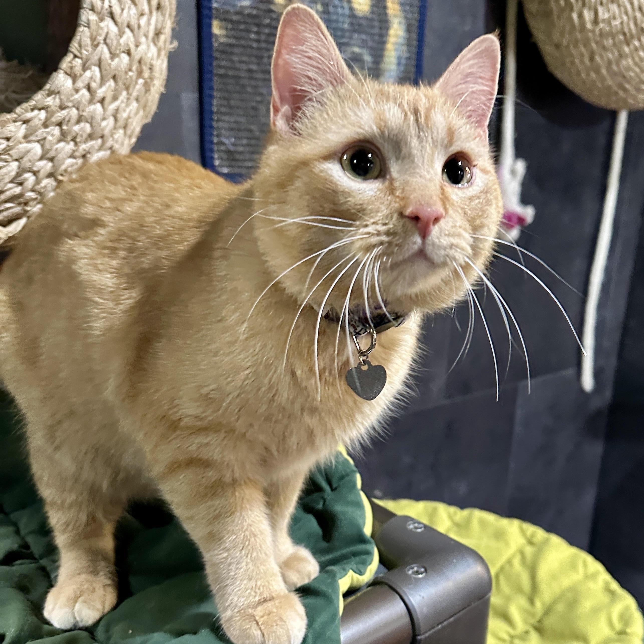 One of the many cute cats of the café. 