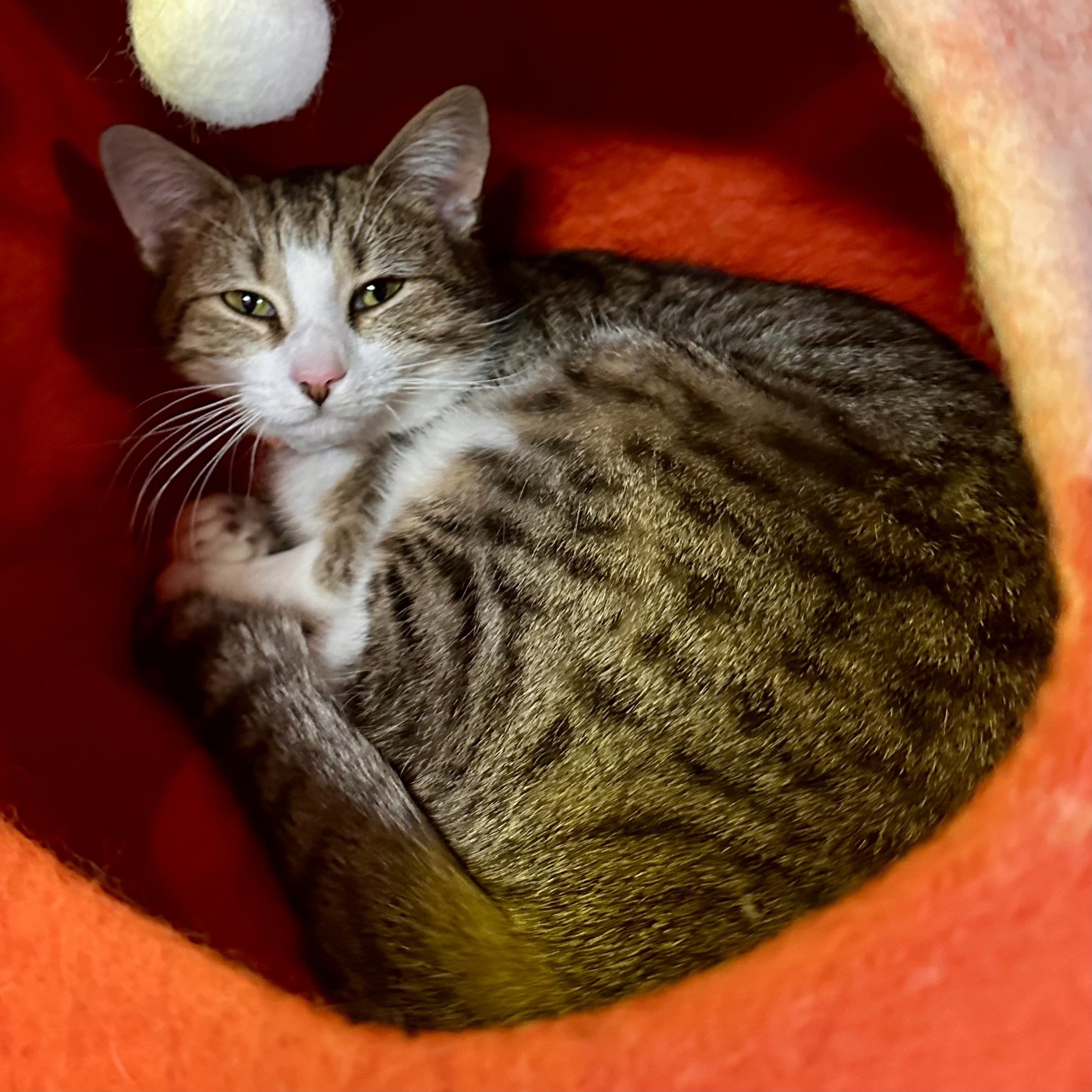 One of the many cute cats of the café. 