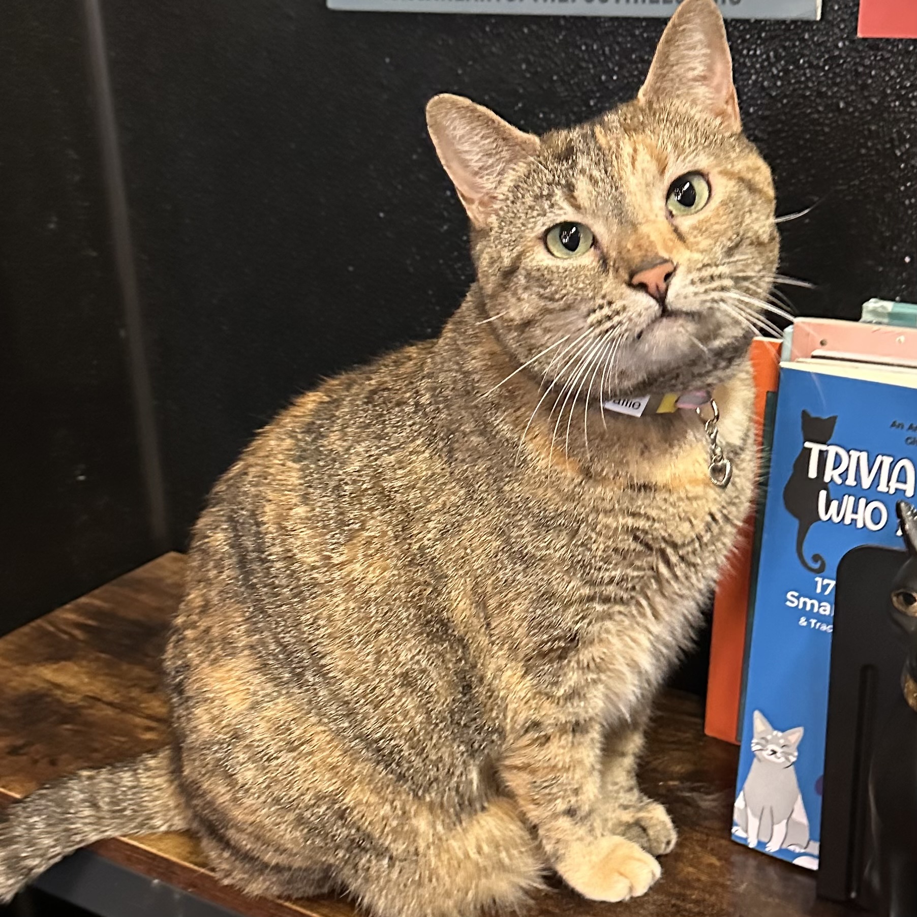 One of the many cute cats of the café. 