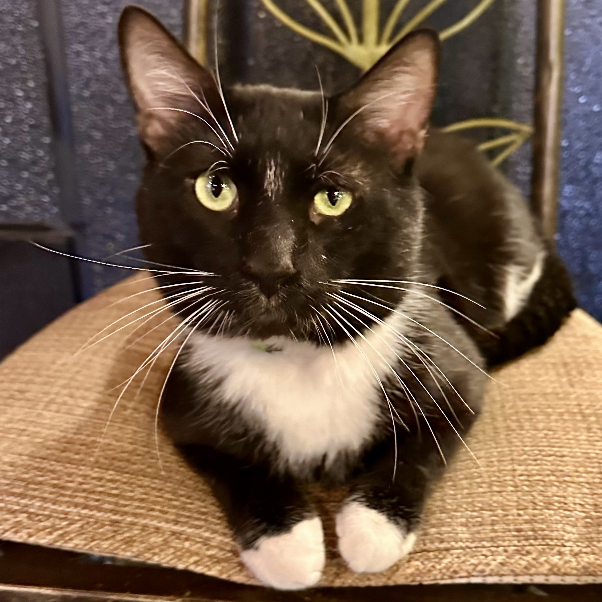 One of the many cute cats of the café. 