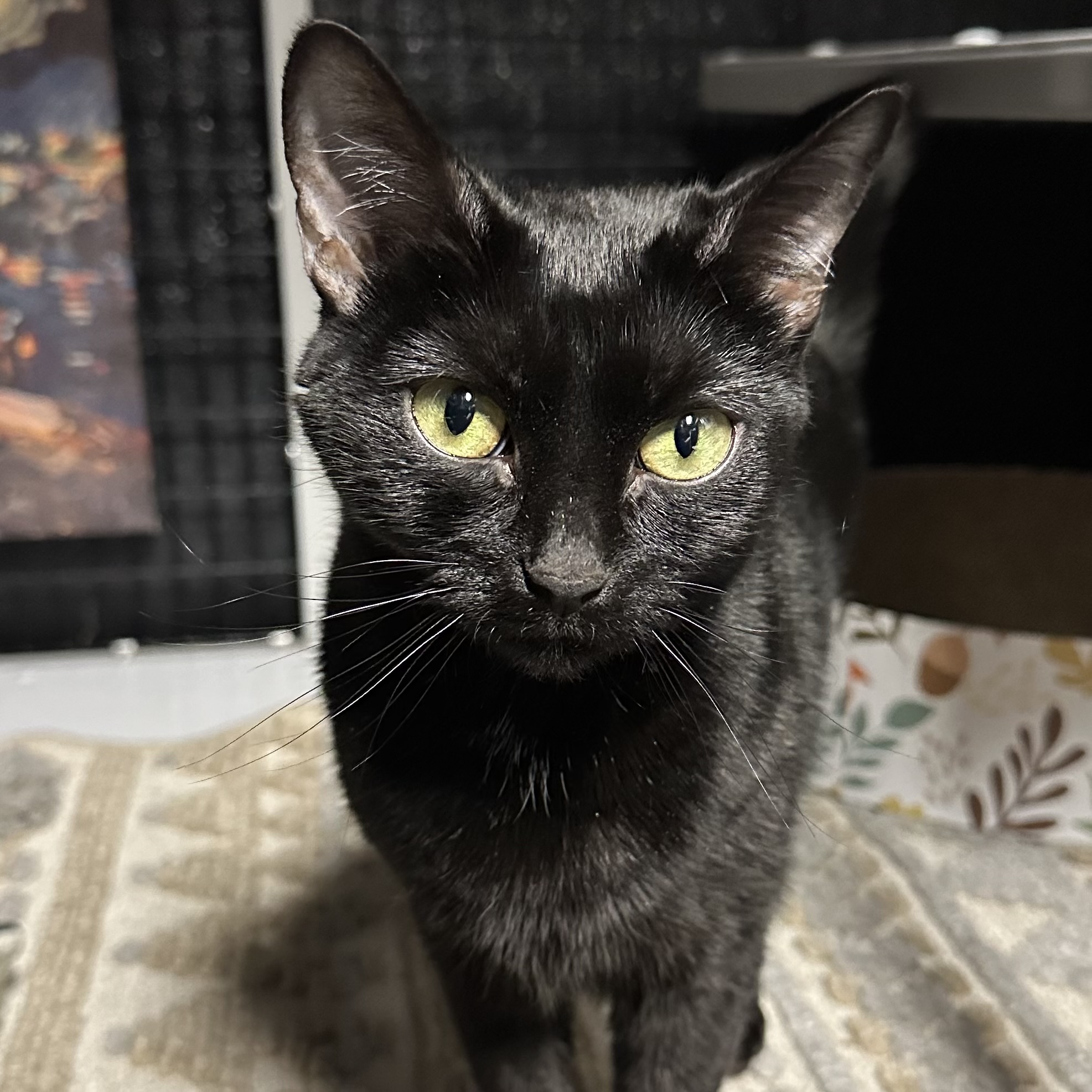 One of the many cute cats of the café. 