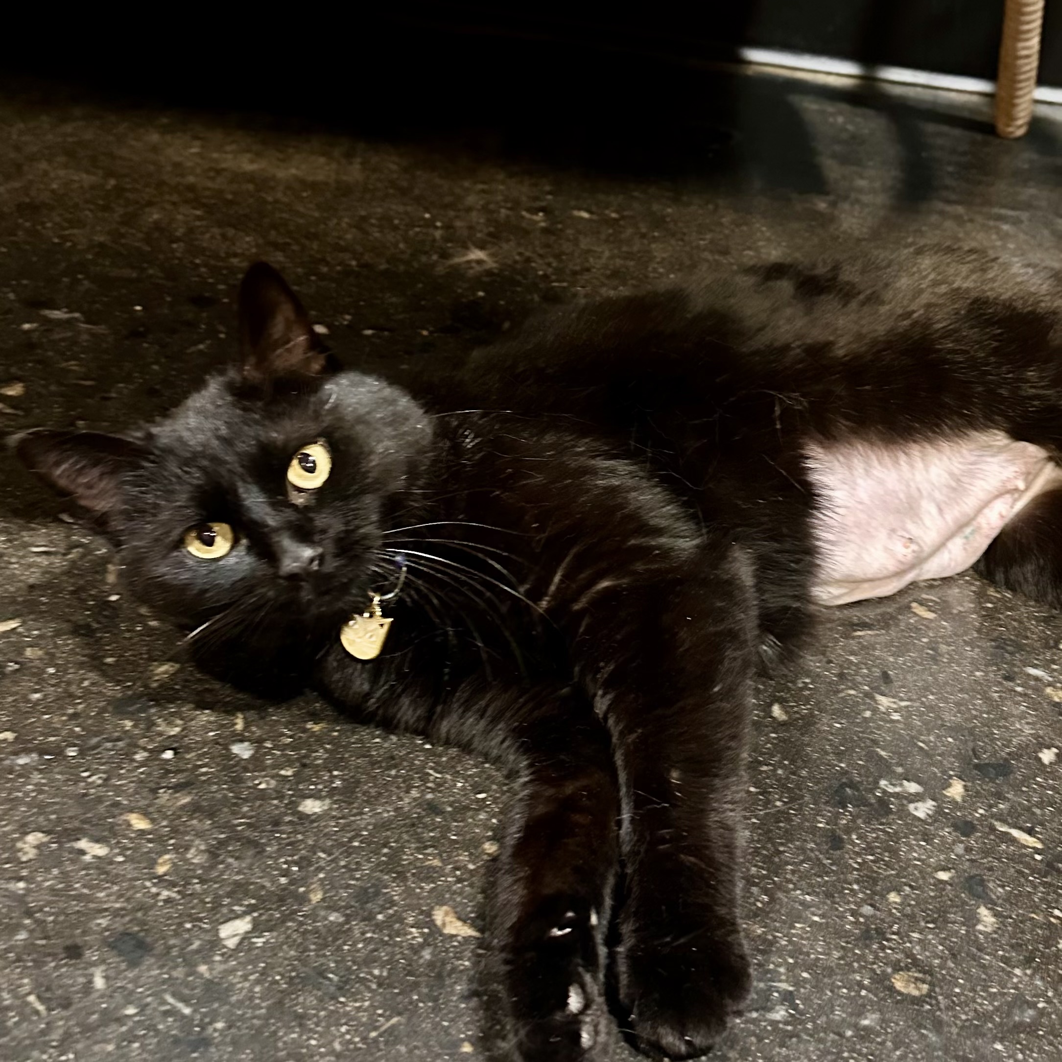 One of the many cute cats of the café. 