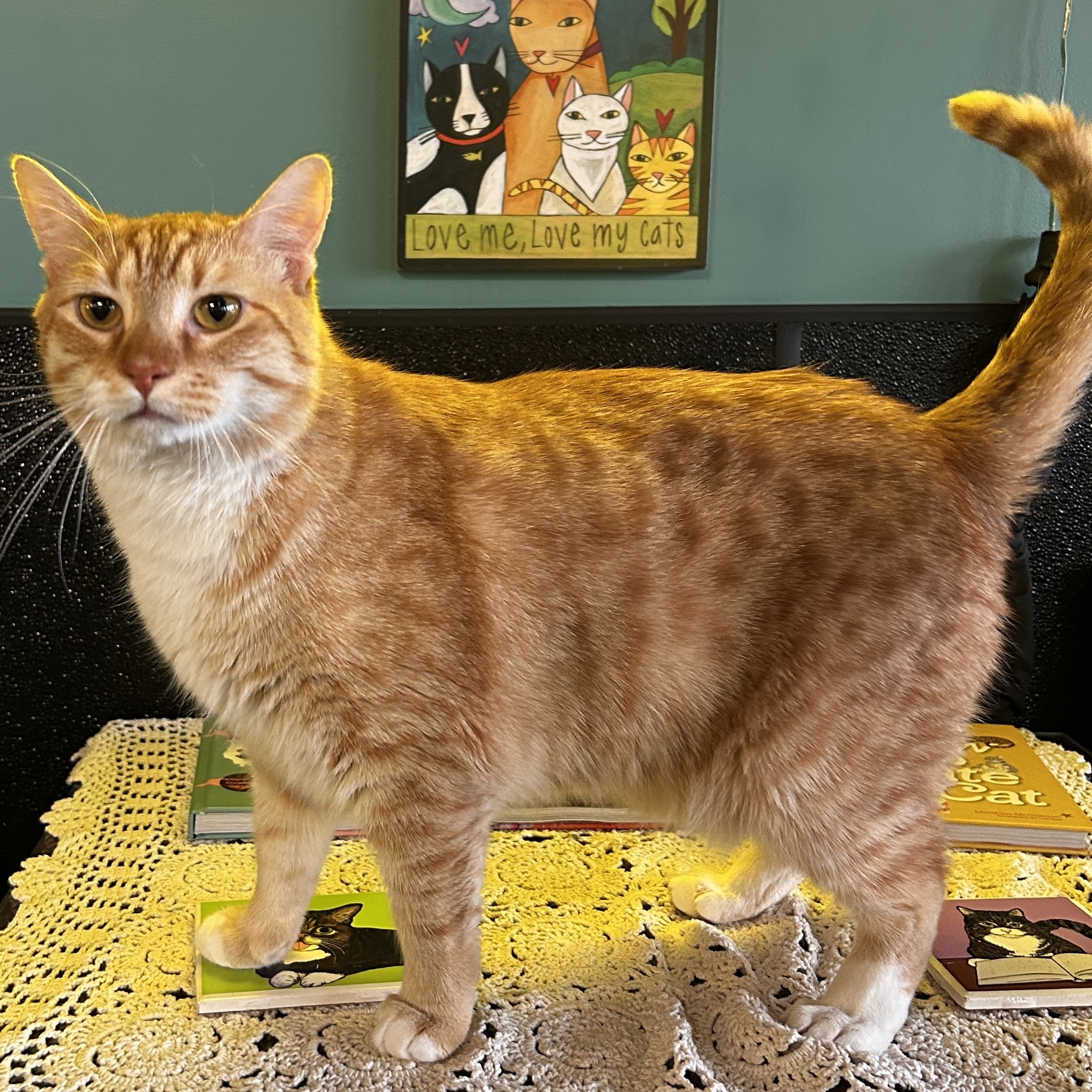 One of the many cute cats of the café. 