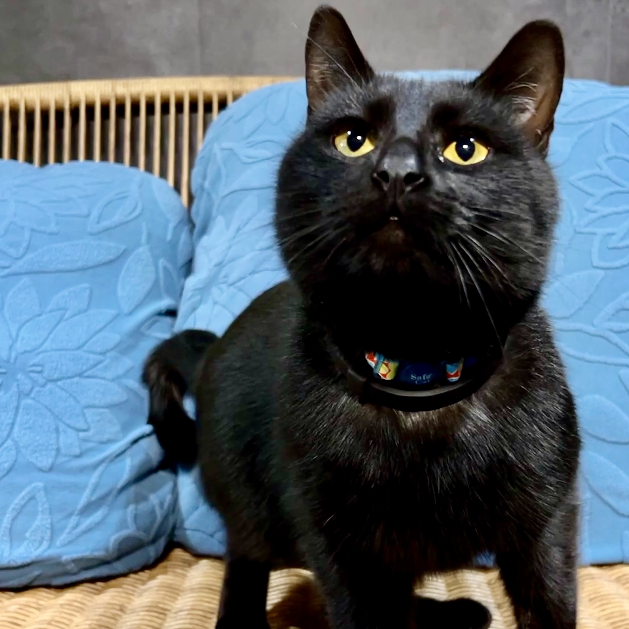 One of the many cute cats of the café. 