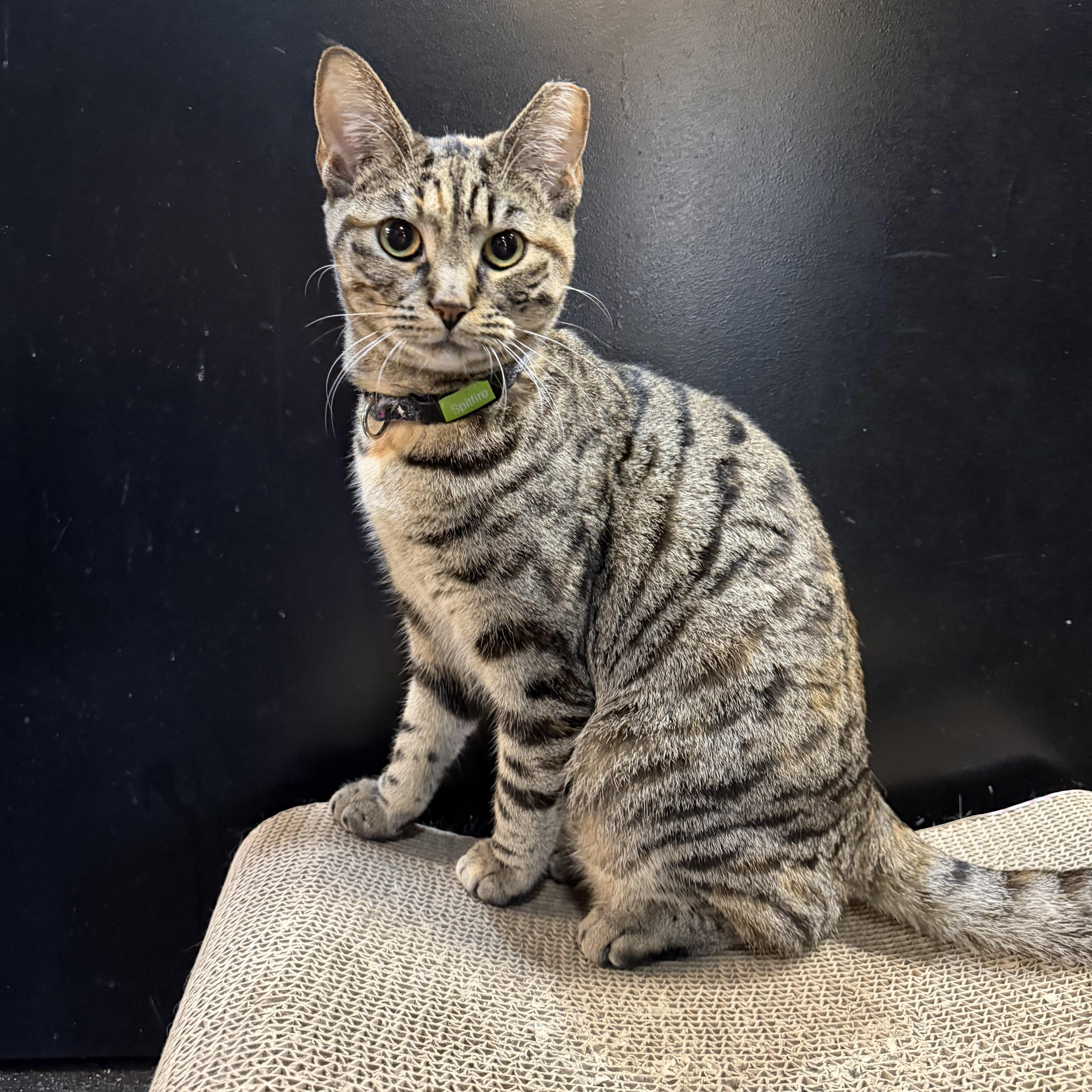 One of the many cute cats of the café. 