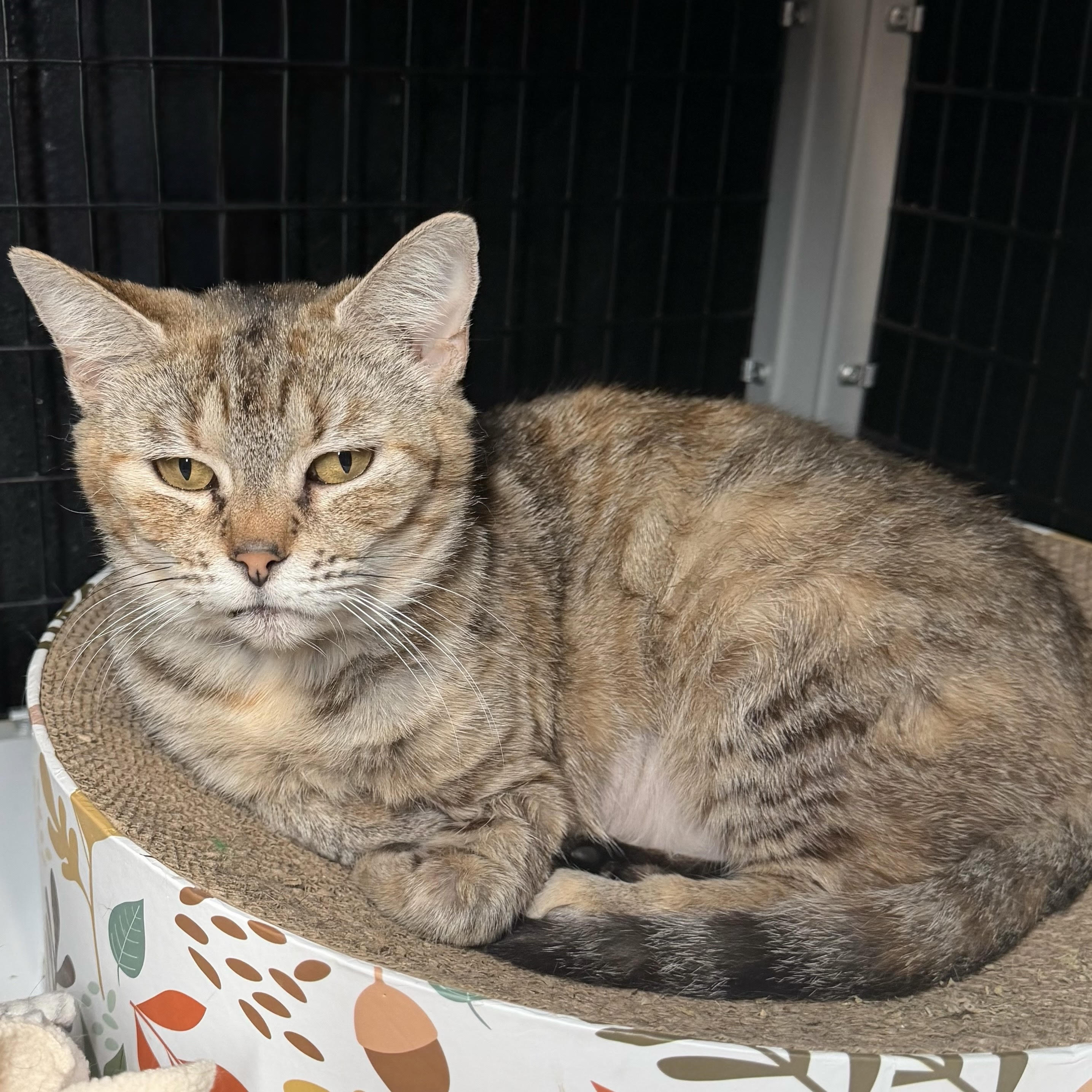 One of the many cute cats of the café. 