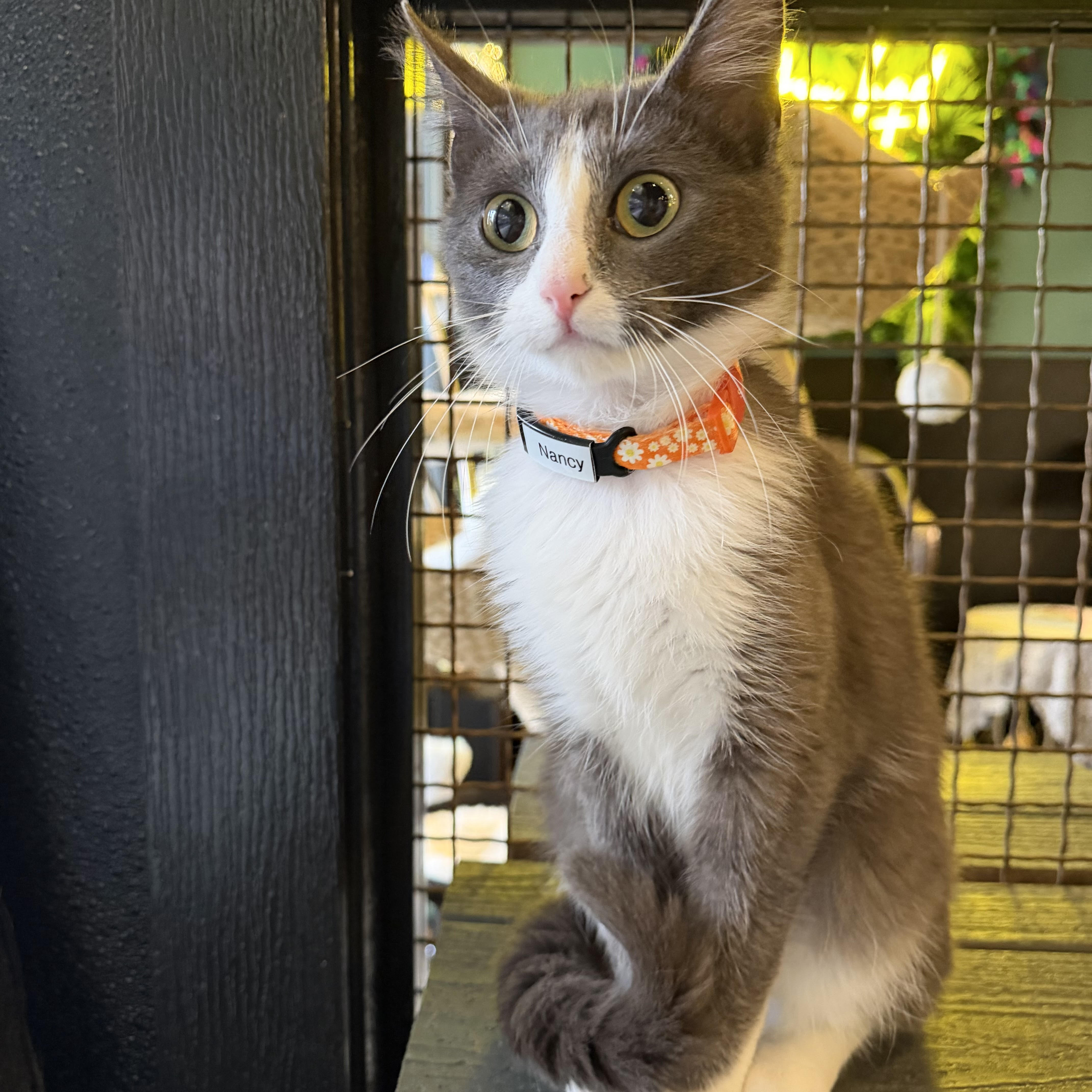 One of the many cute cats of the café. 