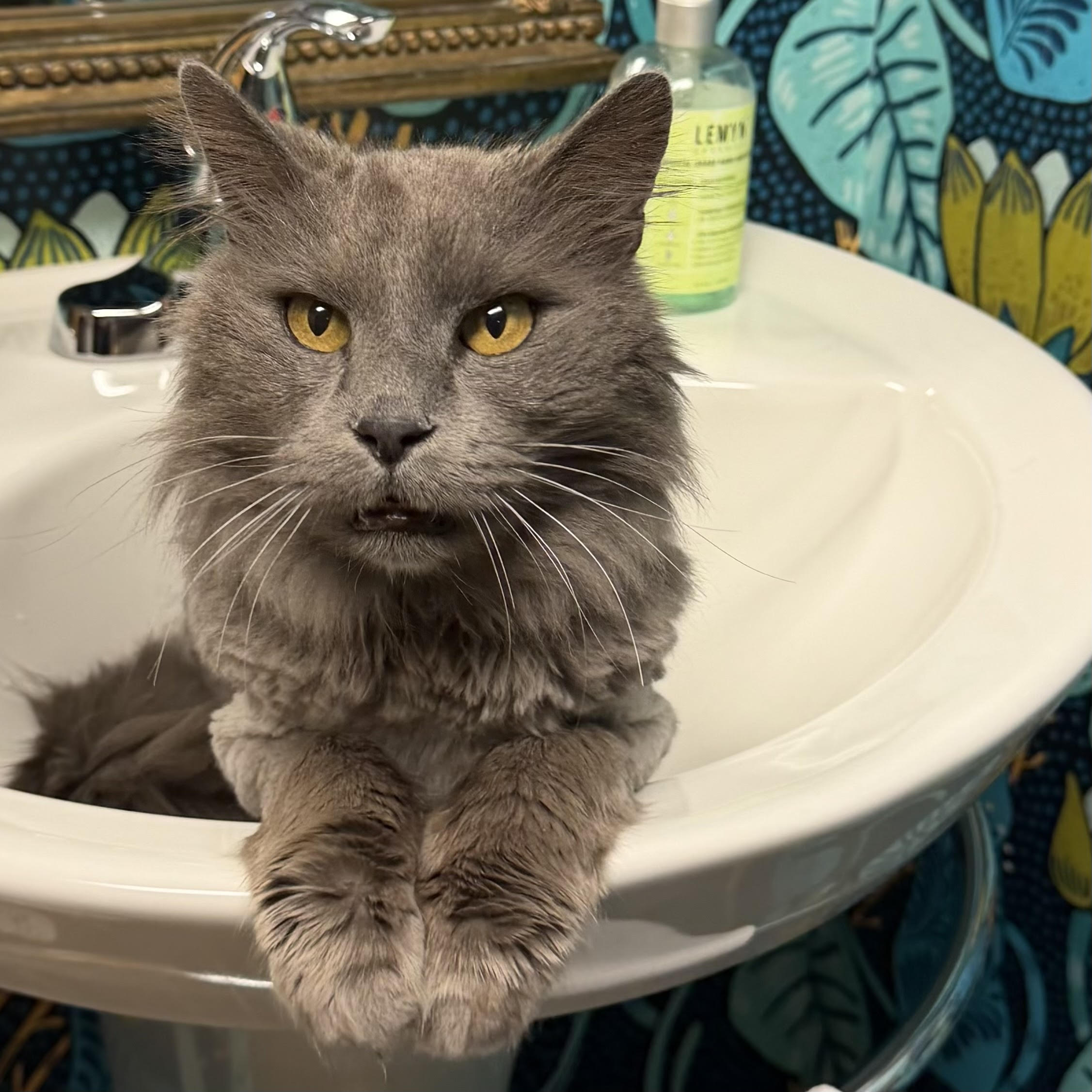 One of the many cute cats of the café. 