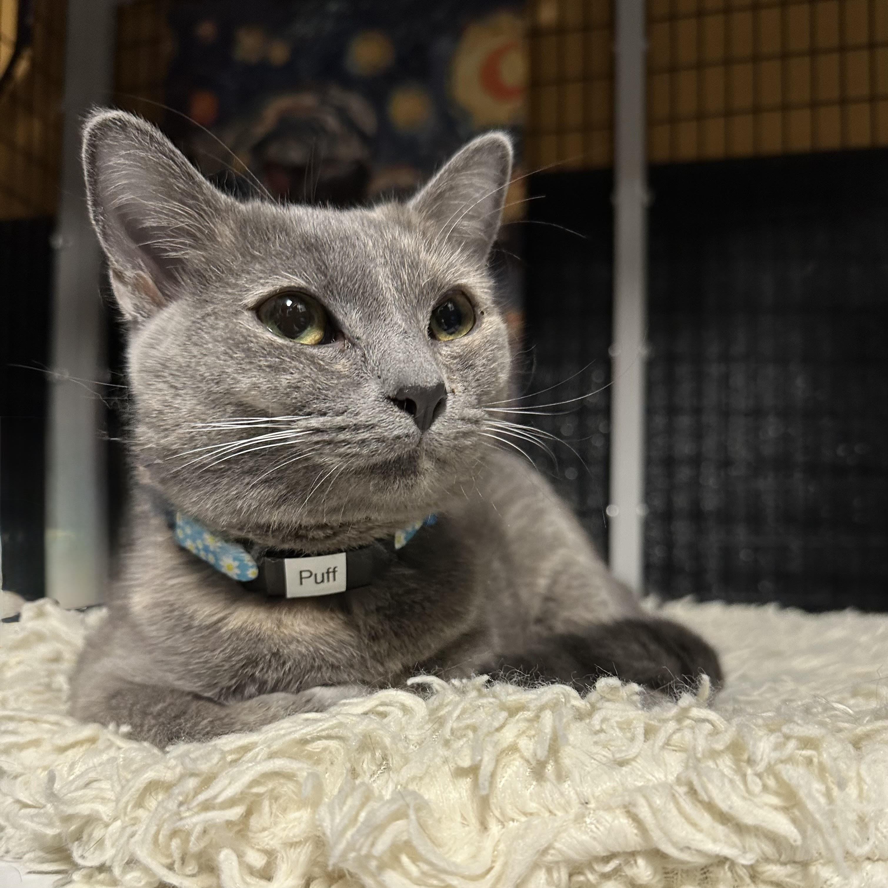 One of the many cute cats of the café. 