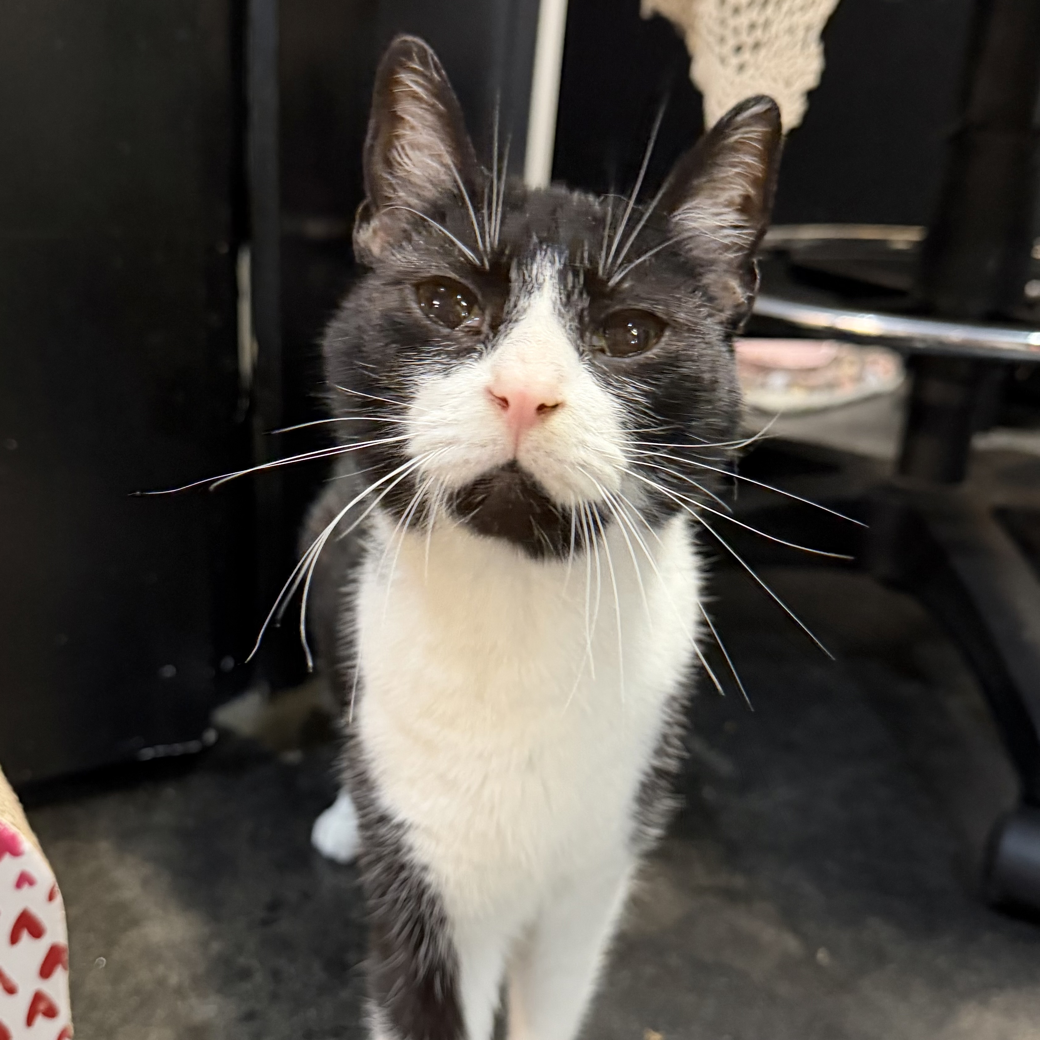 One of the many cute cats of the café. 
