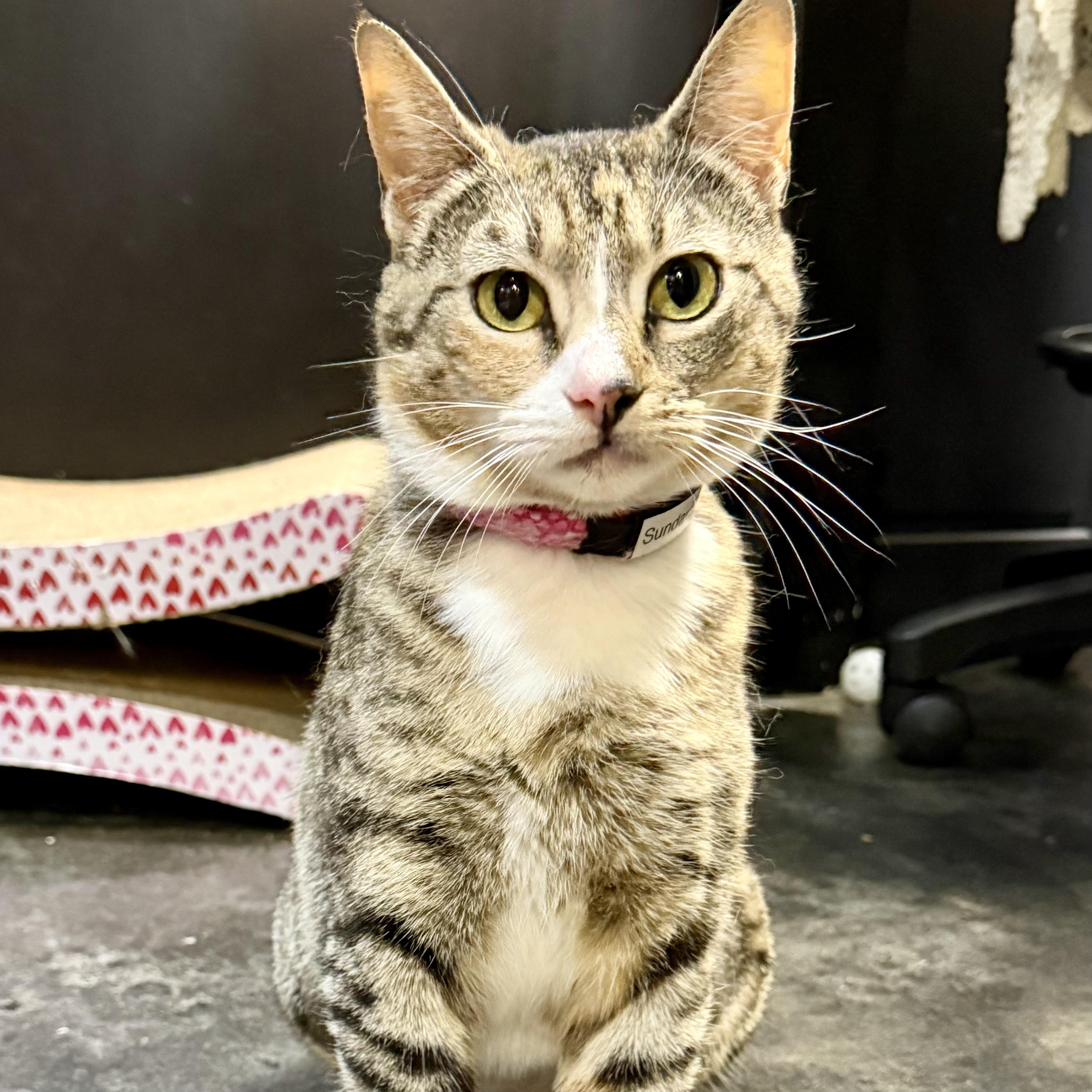 One of the many cute cats of the café. 