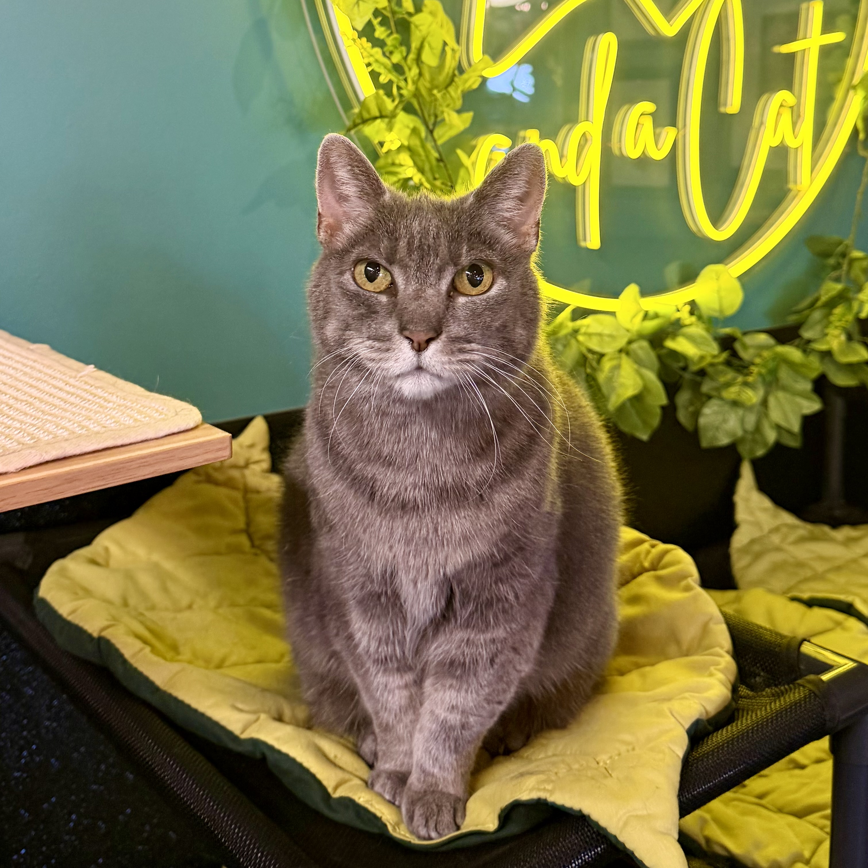 One of the many cute cats of the café. 
