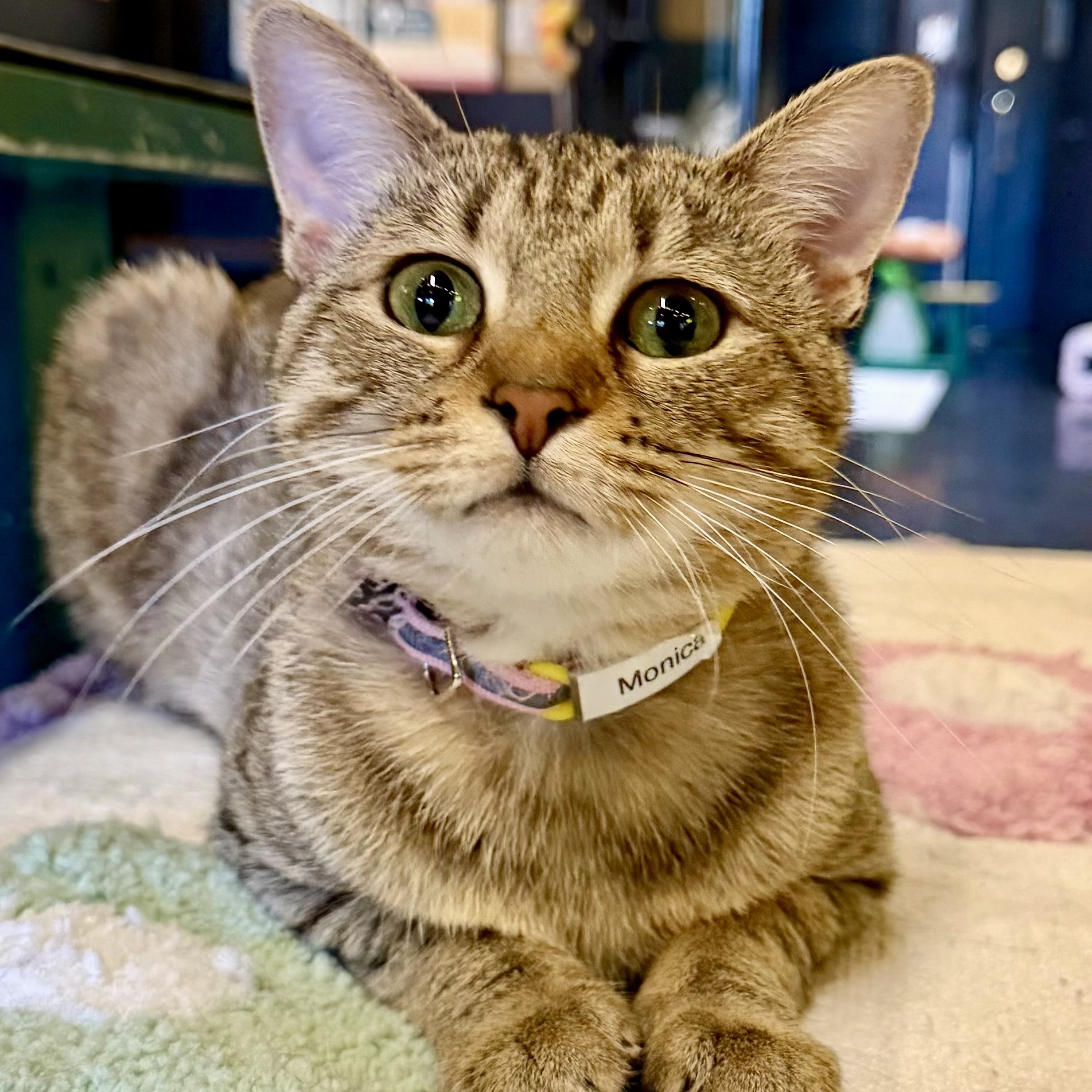 One of the many cute cats of the café. 