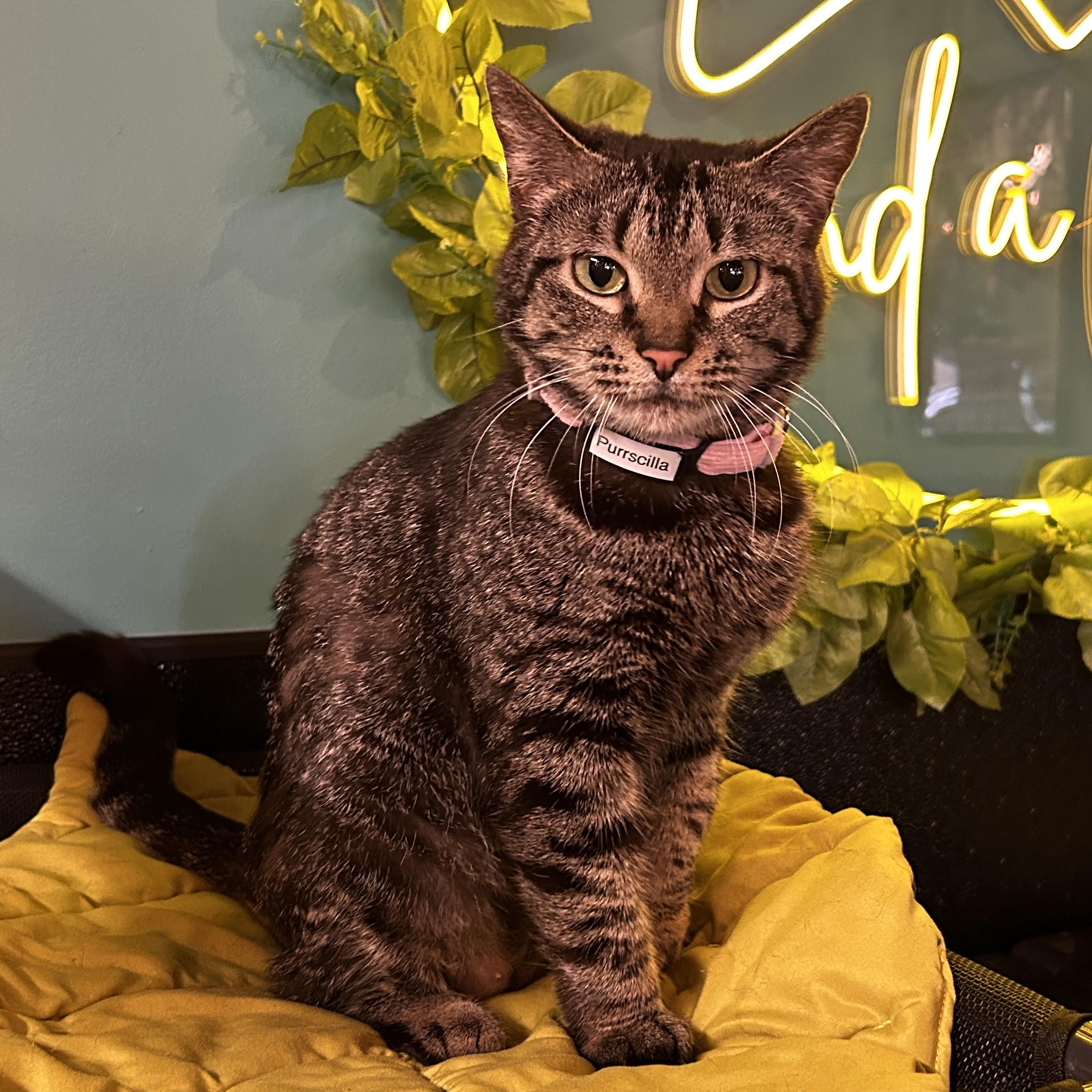 One of the many cute cats of the café. 