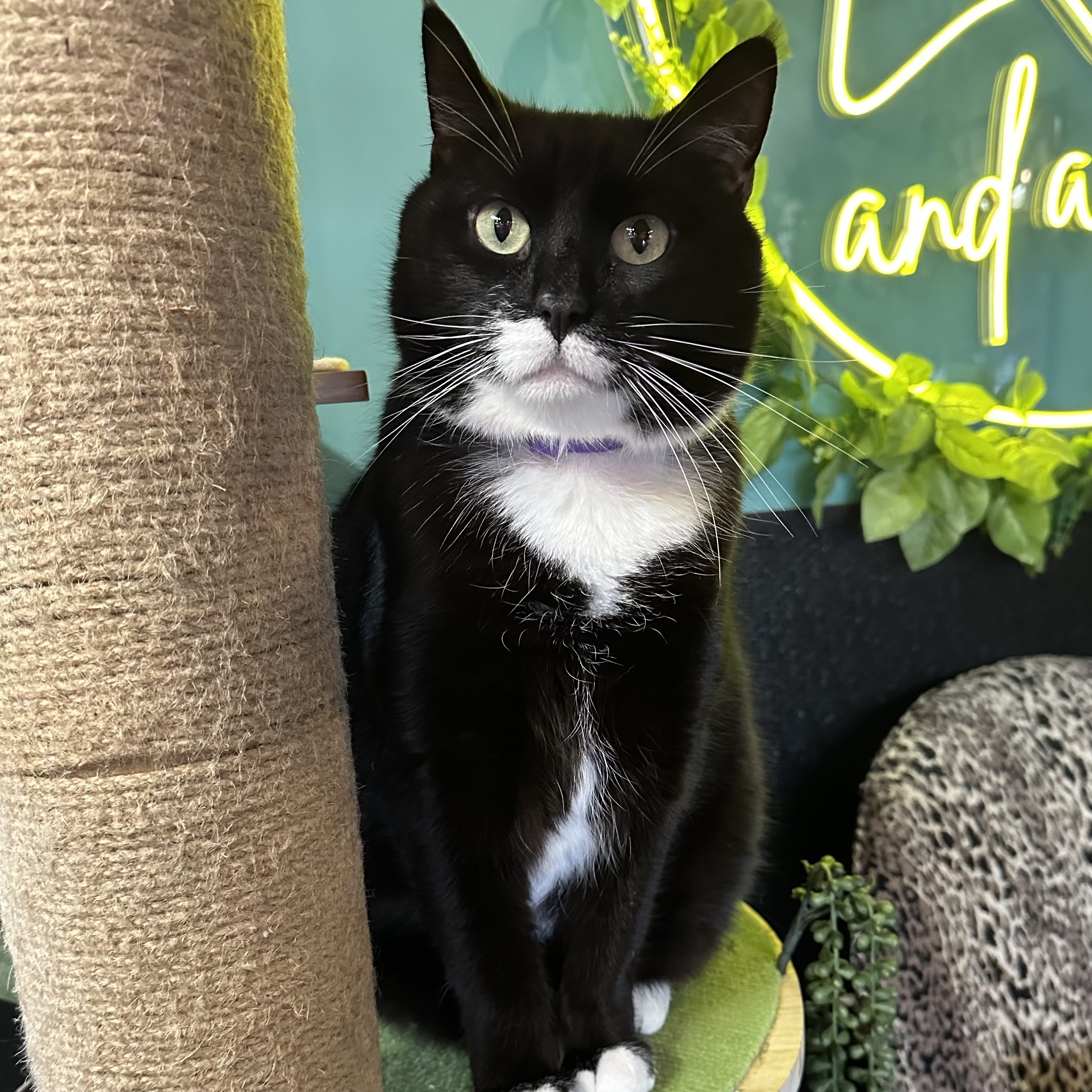 One of the many cute cats of the café. 